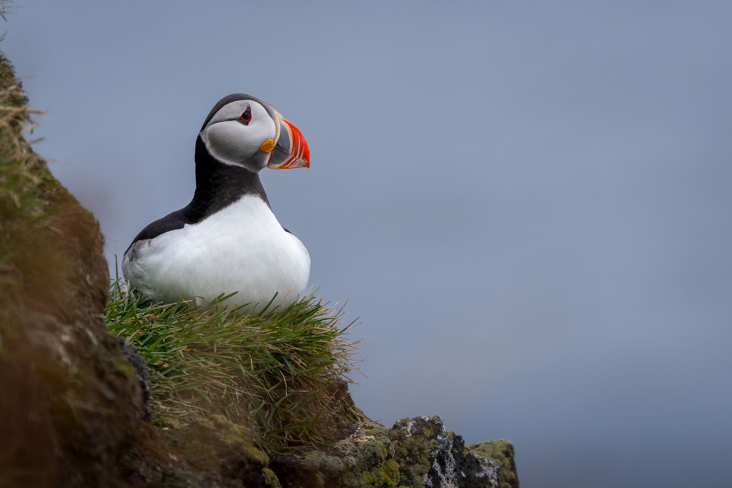 Puffin