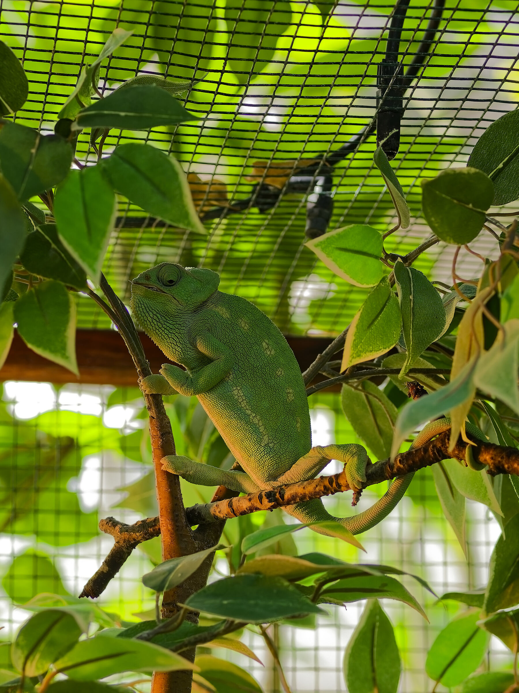 Chamaeleo calyptratus
