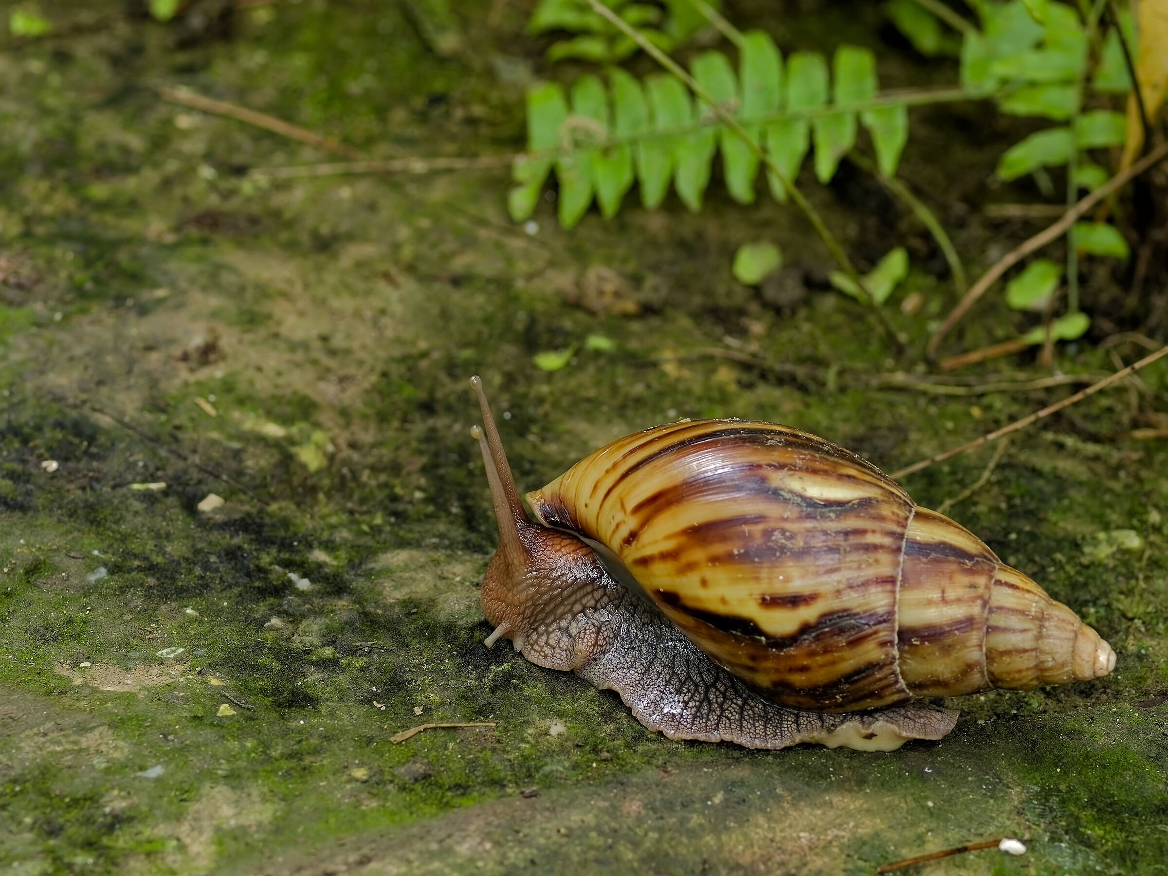 Lissachatina reticulata