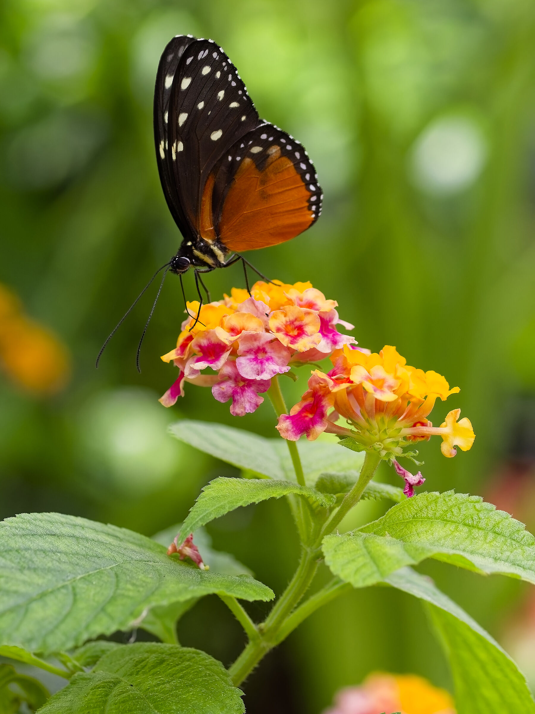 Heliconius ismenius or Tithorea tarricina