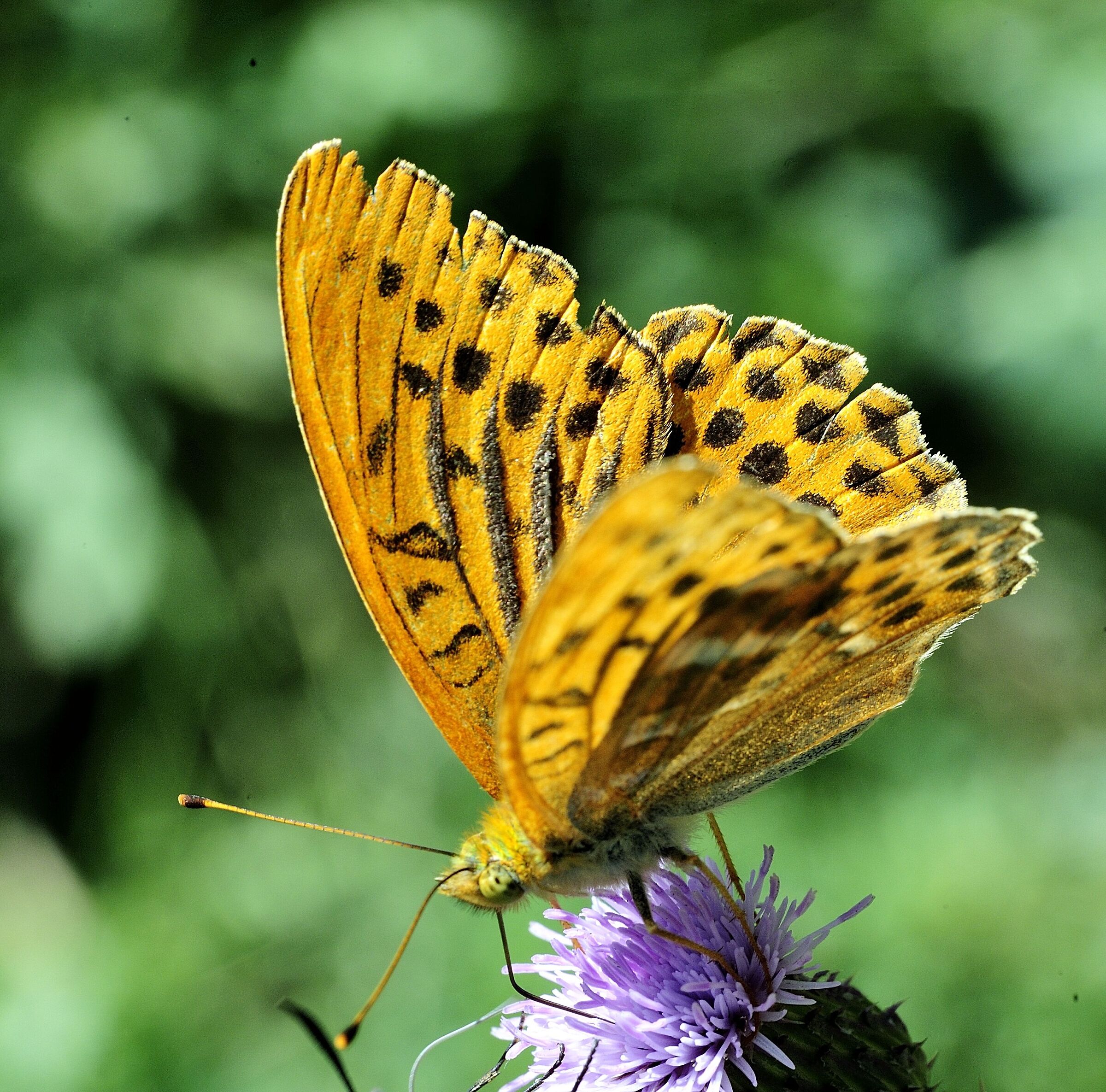Argynnis paphia