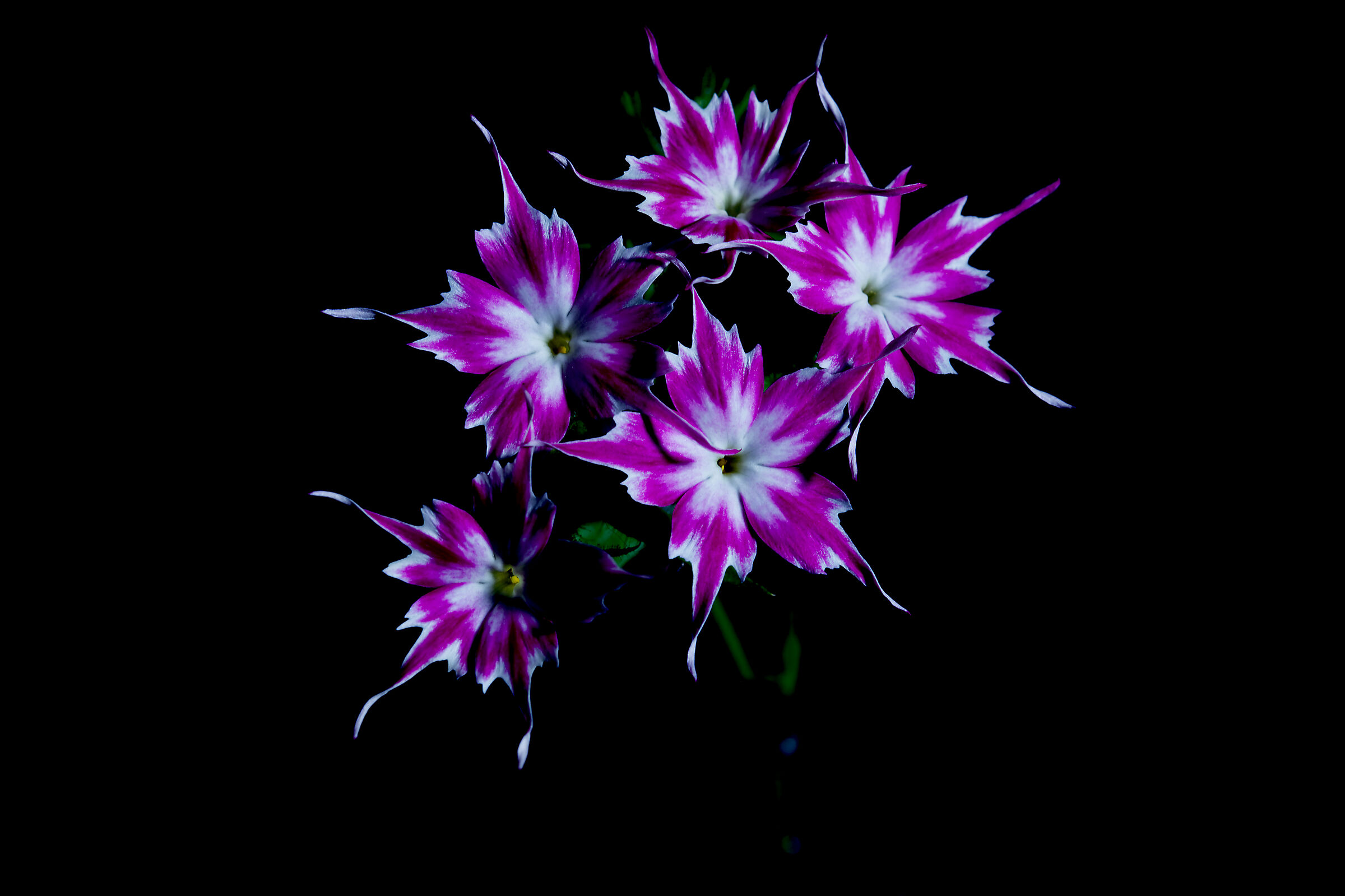 Lewisia cotyledon...