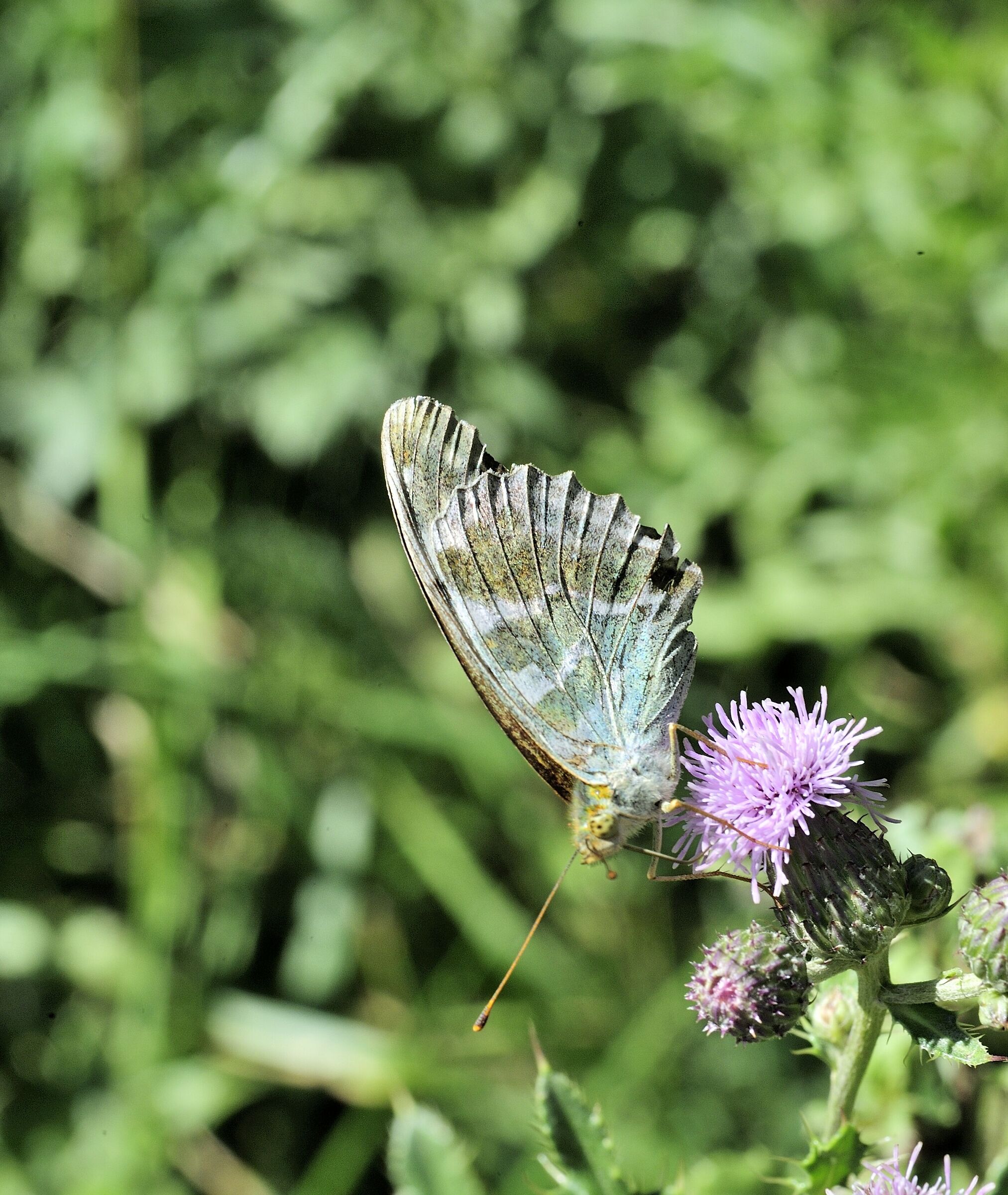 Argynnis pandora