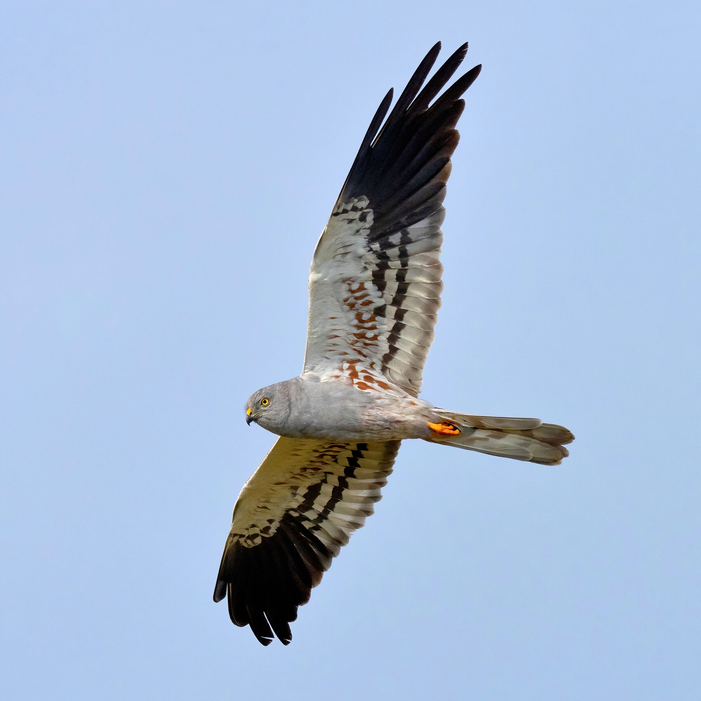 Montagu's Harrier (Circus pygargus) male