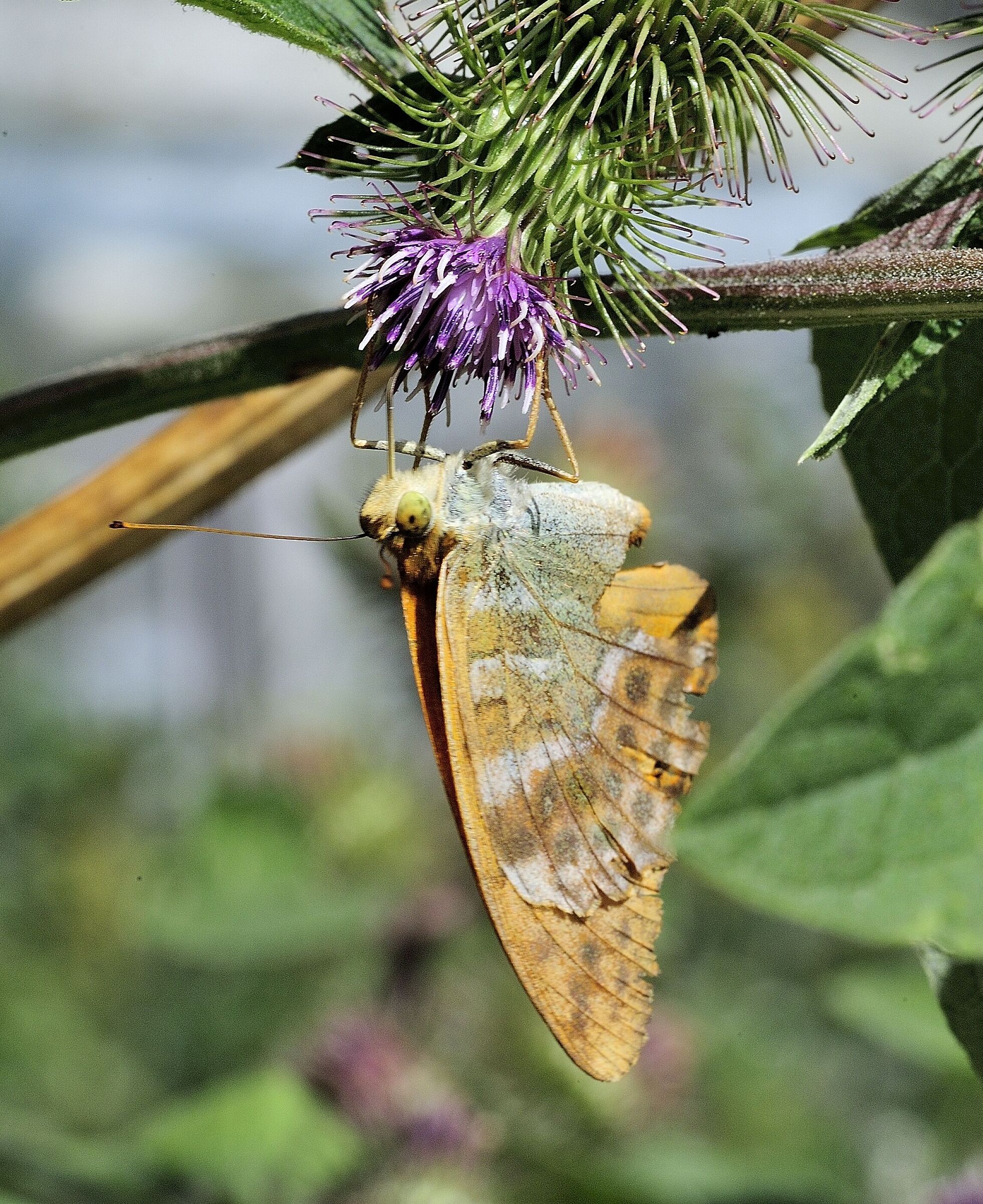 Argynnis paphia