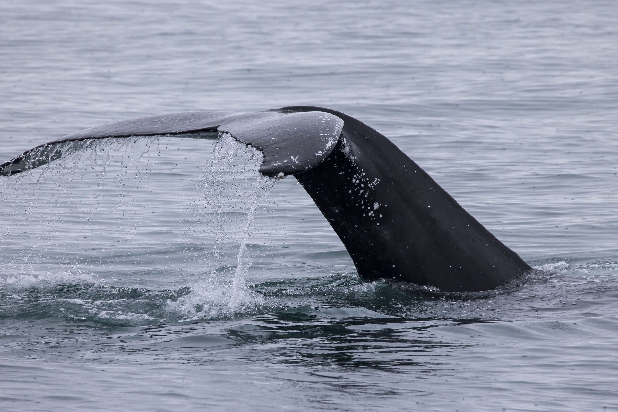 Humpback Whale (Iceland)