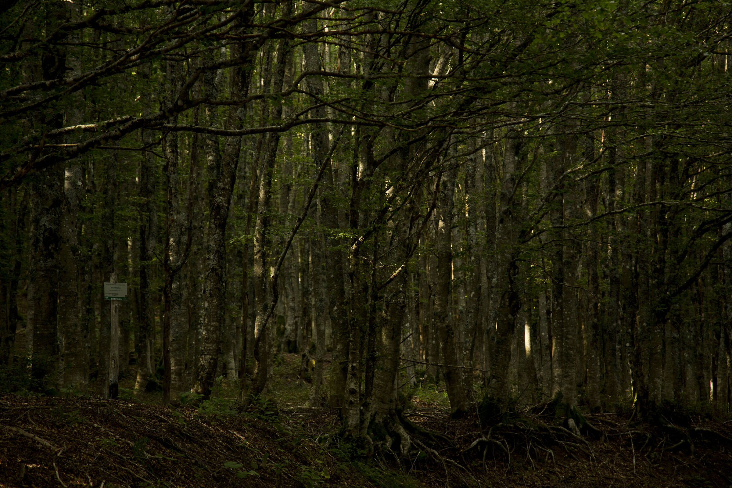 Parco Nazionale delle Foreste Casentinesi AR
