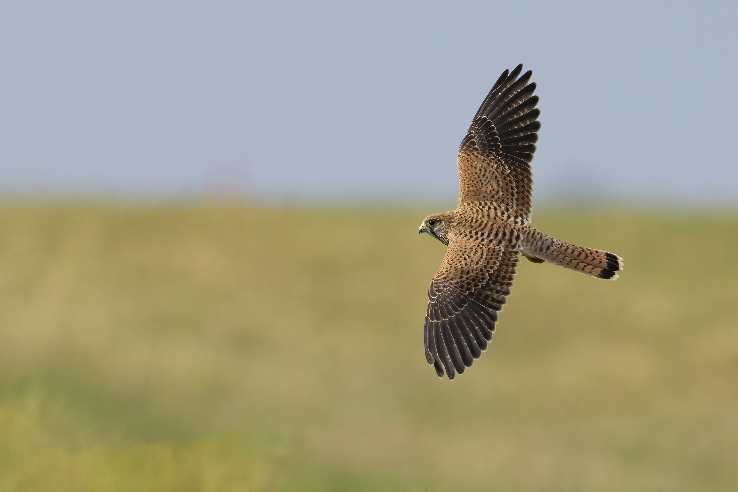 Kestrel