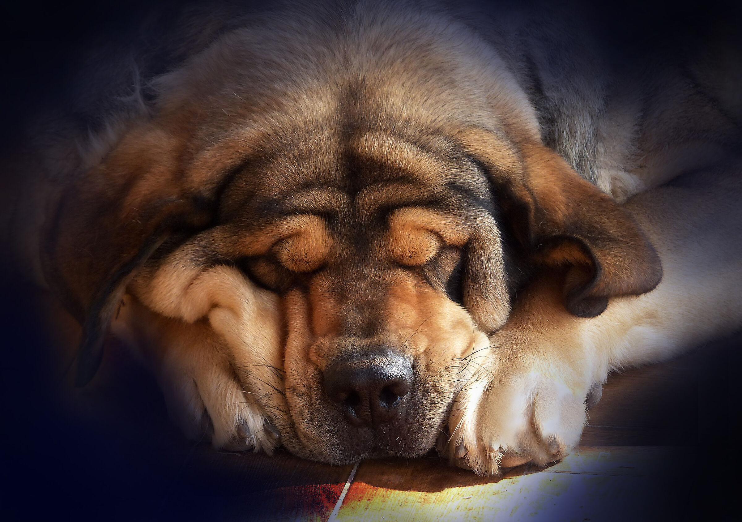 Loba. Female Spanish Mastiff