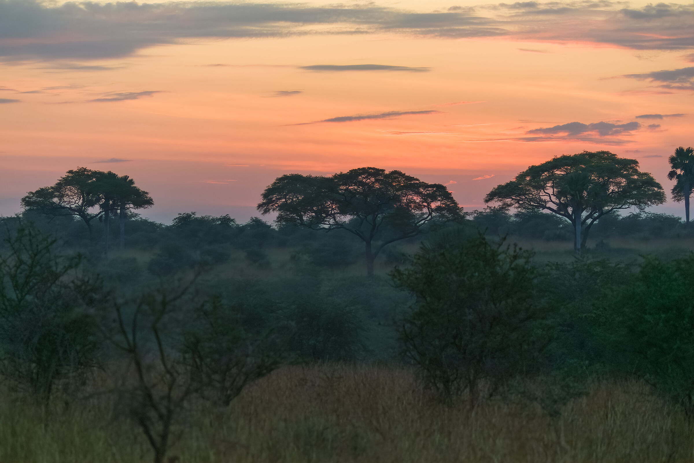 African Sunrise