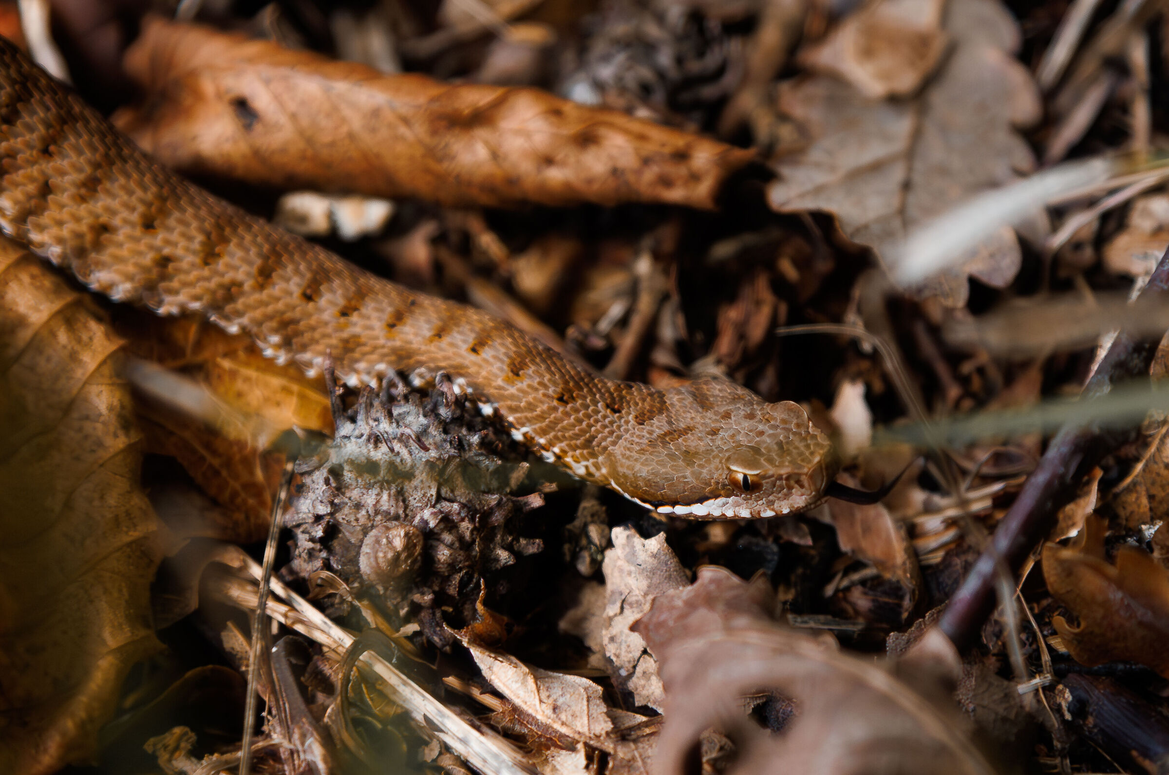 Vipera aspis francisciredi