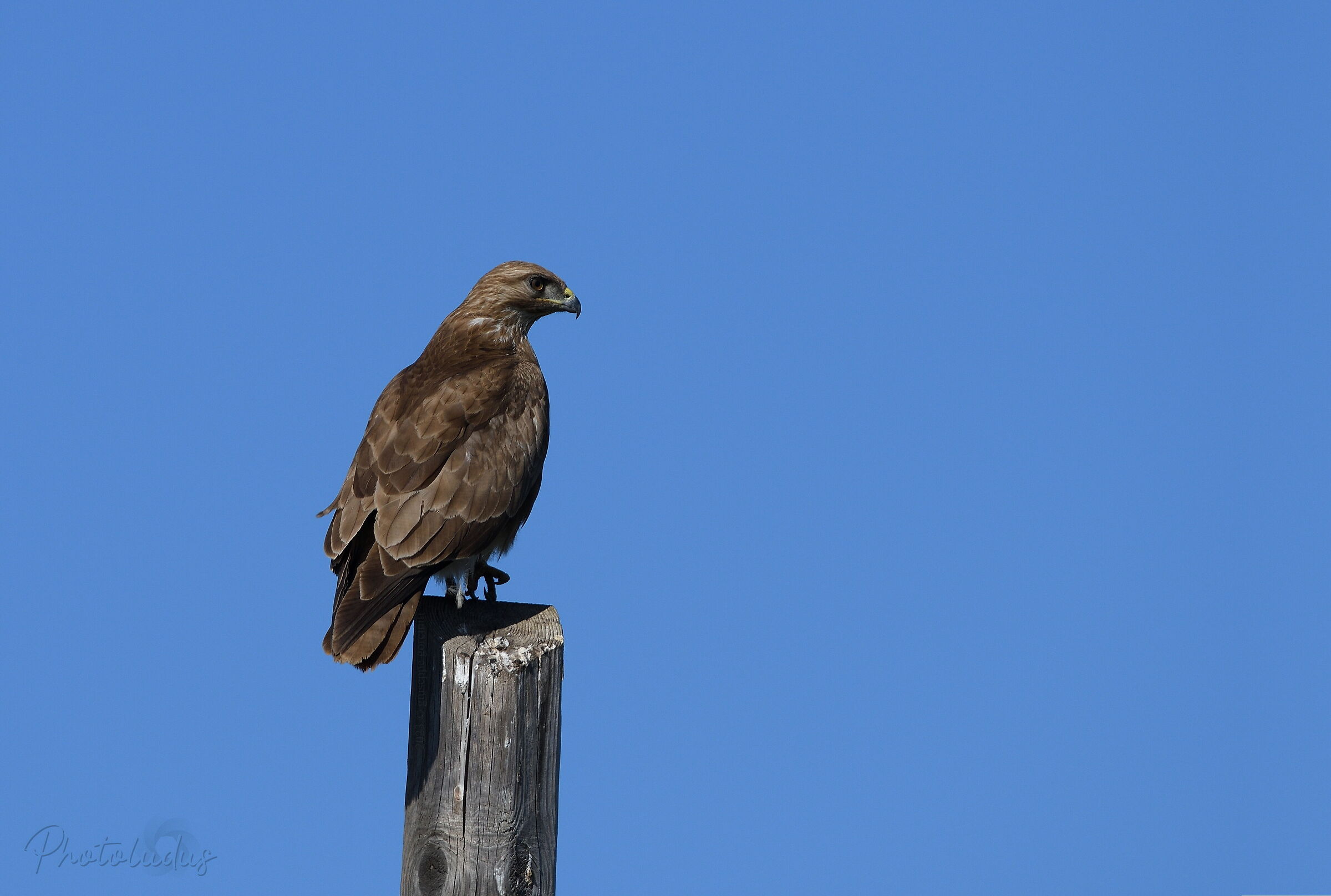 Buzzard [Buteo Buteo]