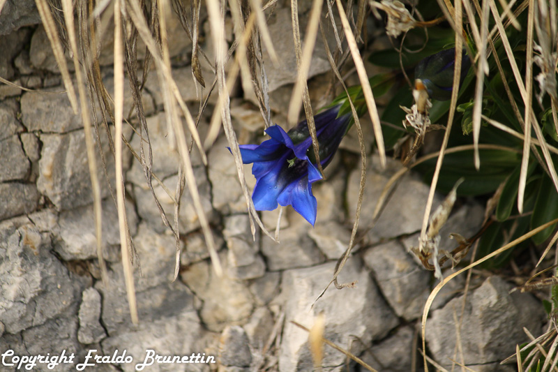 Gentiana