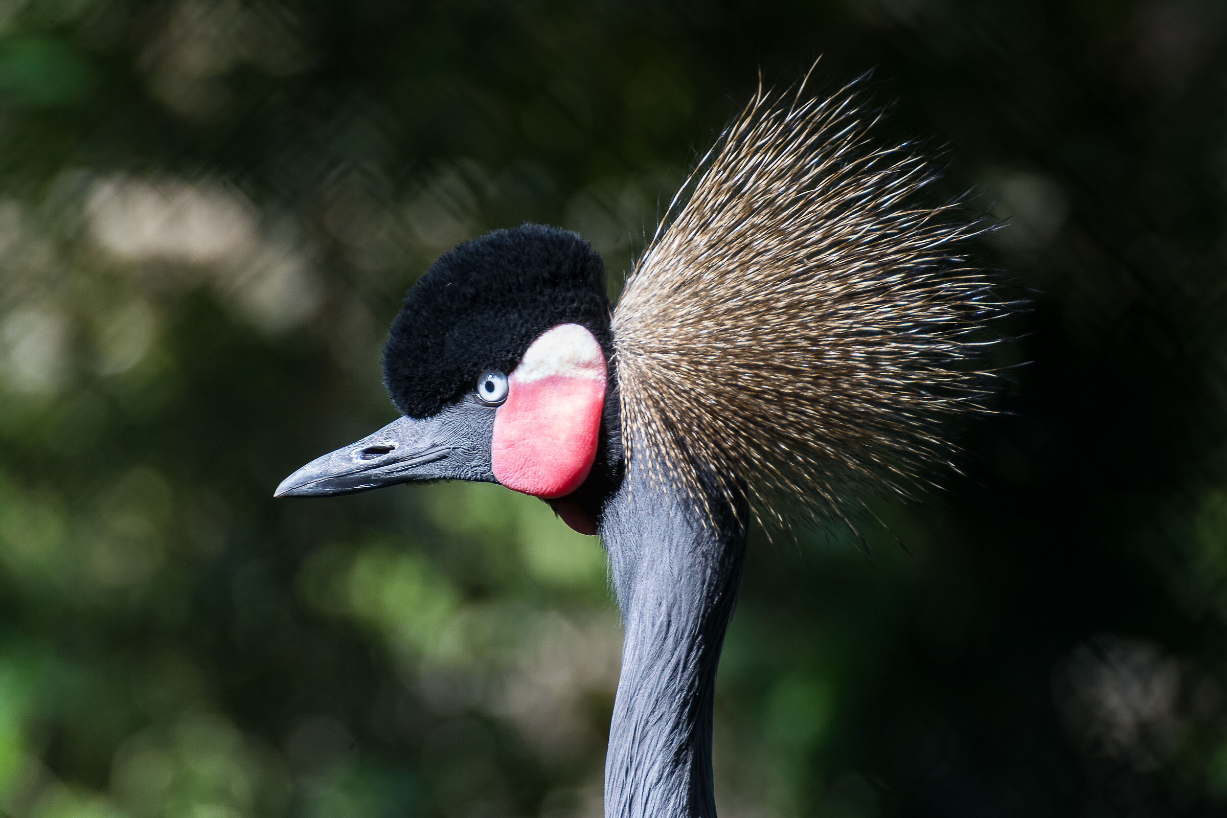 Crowned Crane