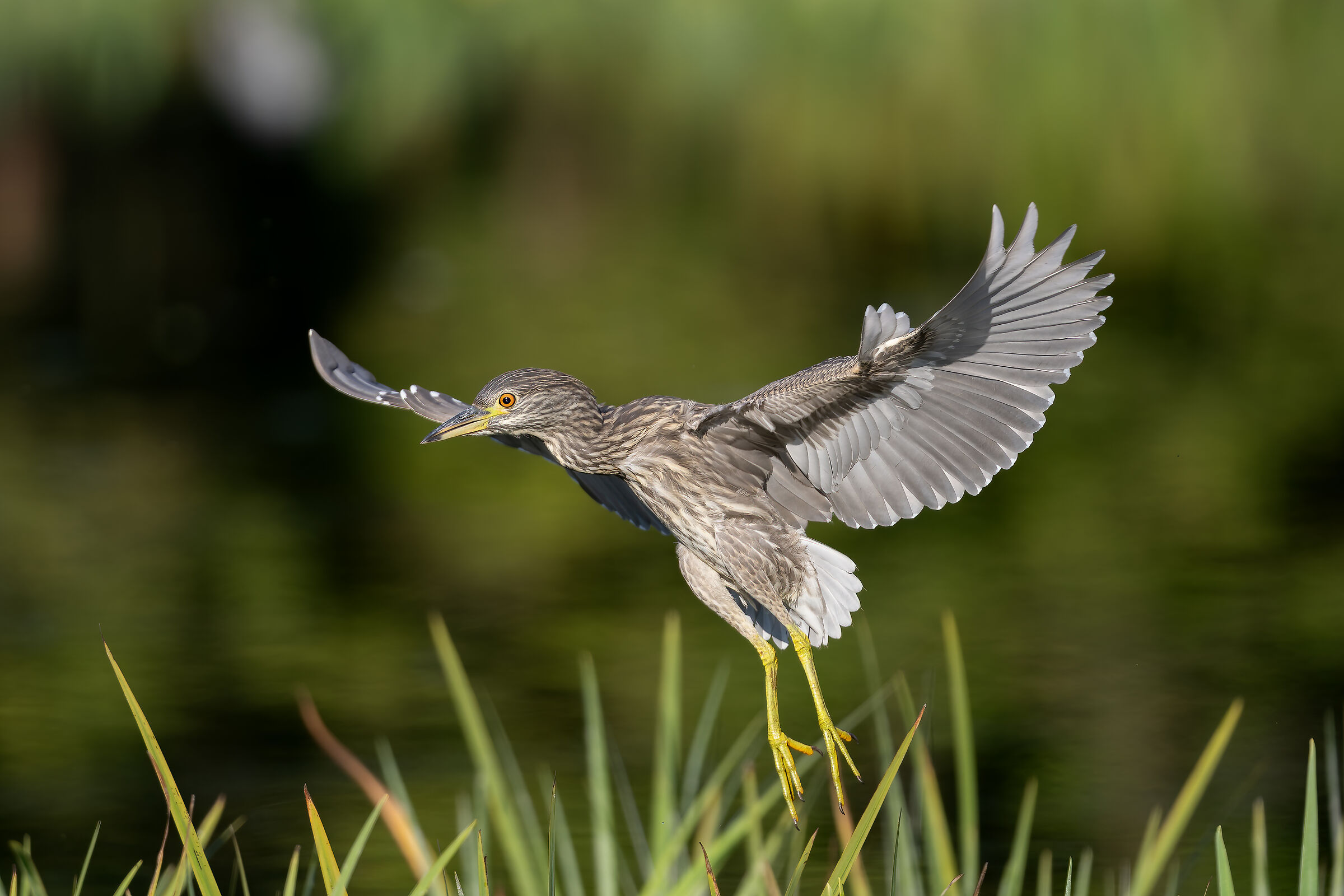 Night Heron - Valle Pesio - Piedmont