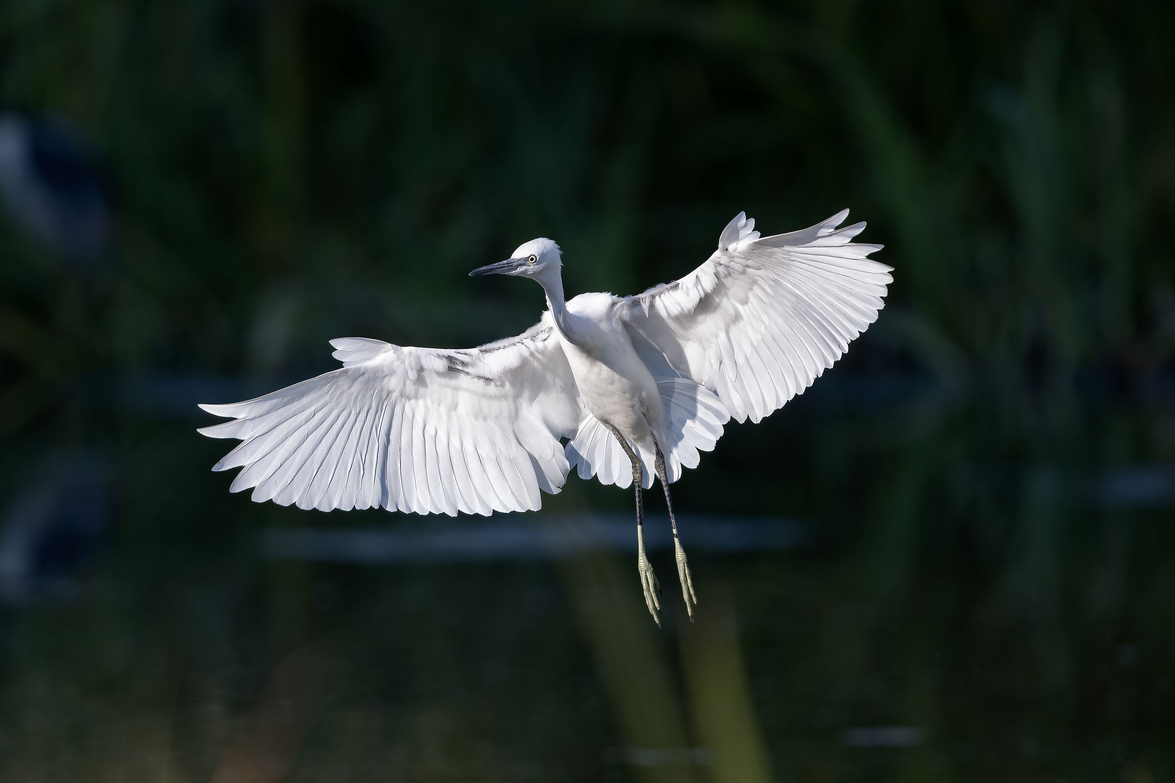Little Sheep Farm - Valle Pesio - Piedmont