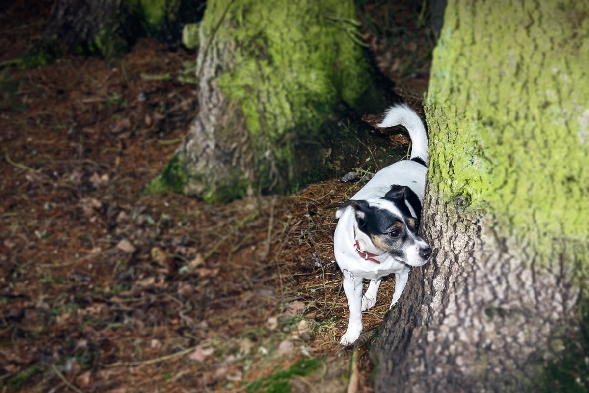 Non essere vigliacco, mi permetta dietro l'albero!