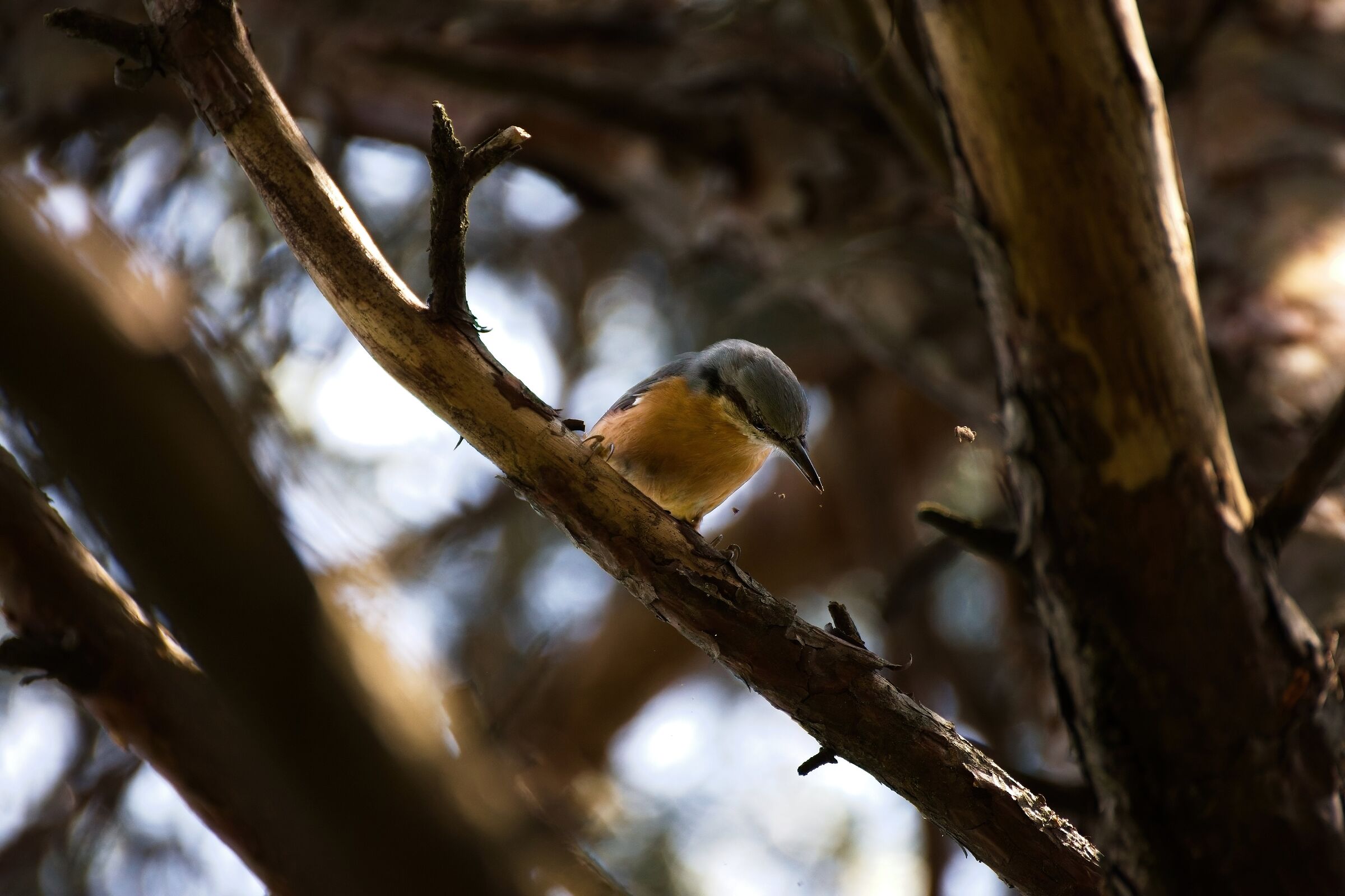 Nuthatch that "mason"