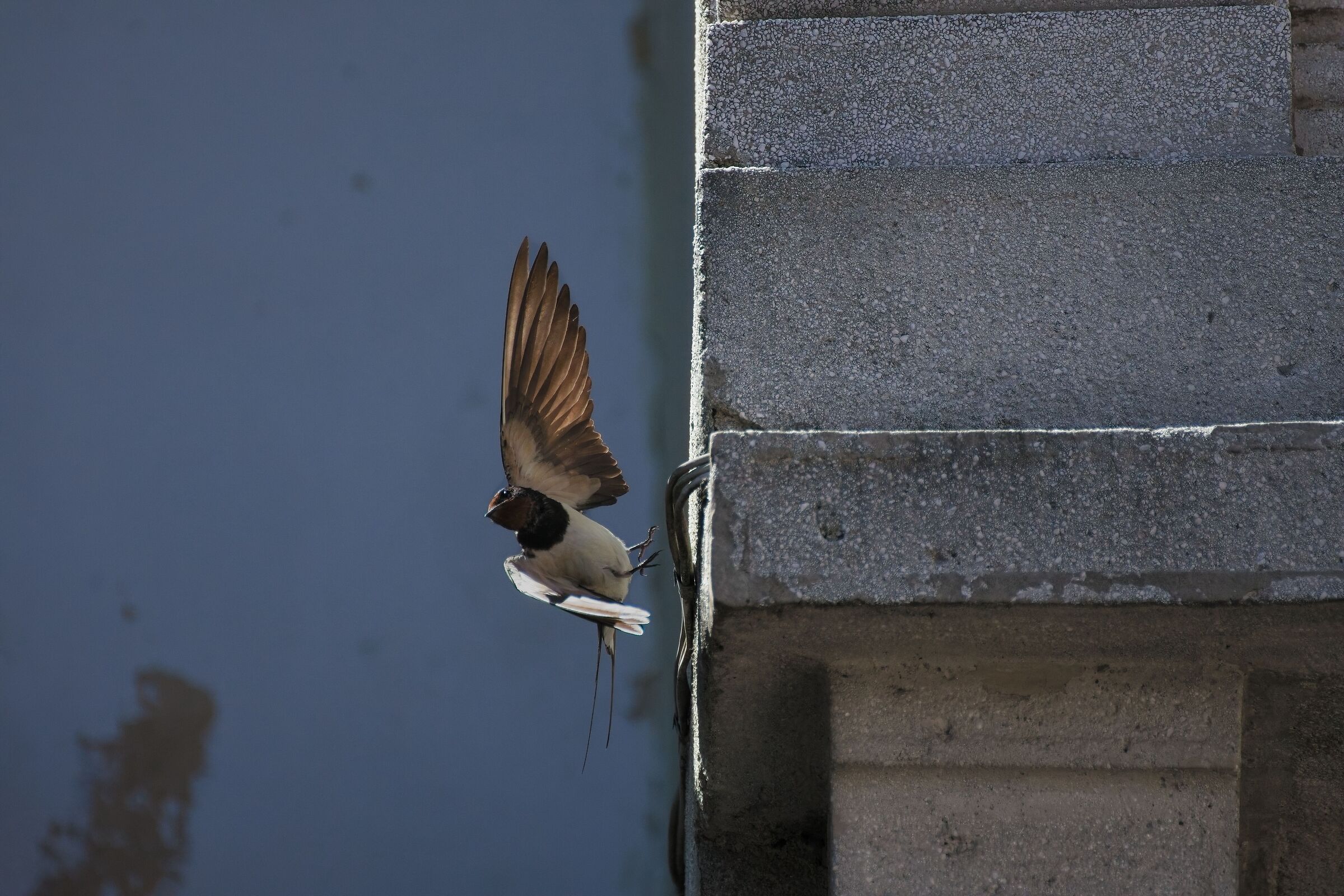 Parkour Swallow