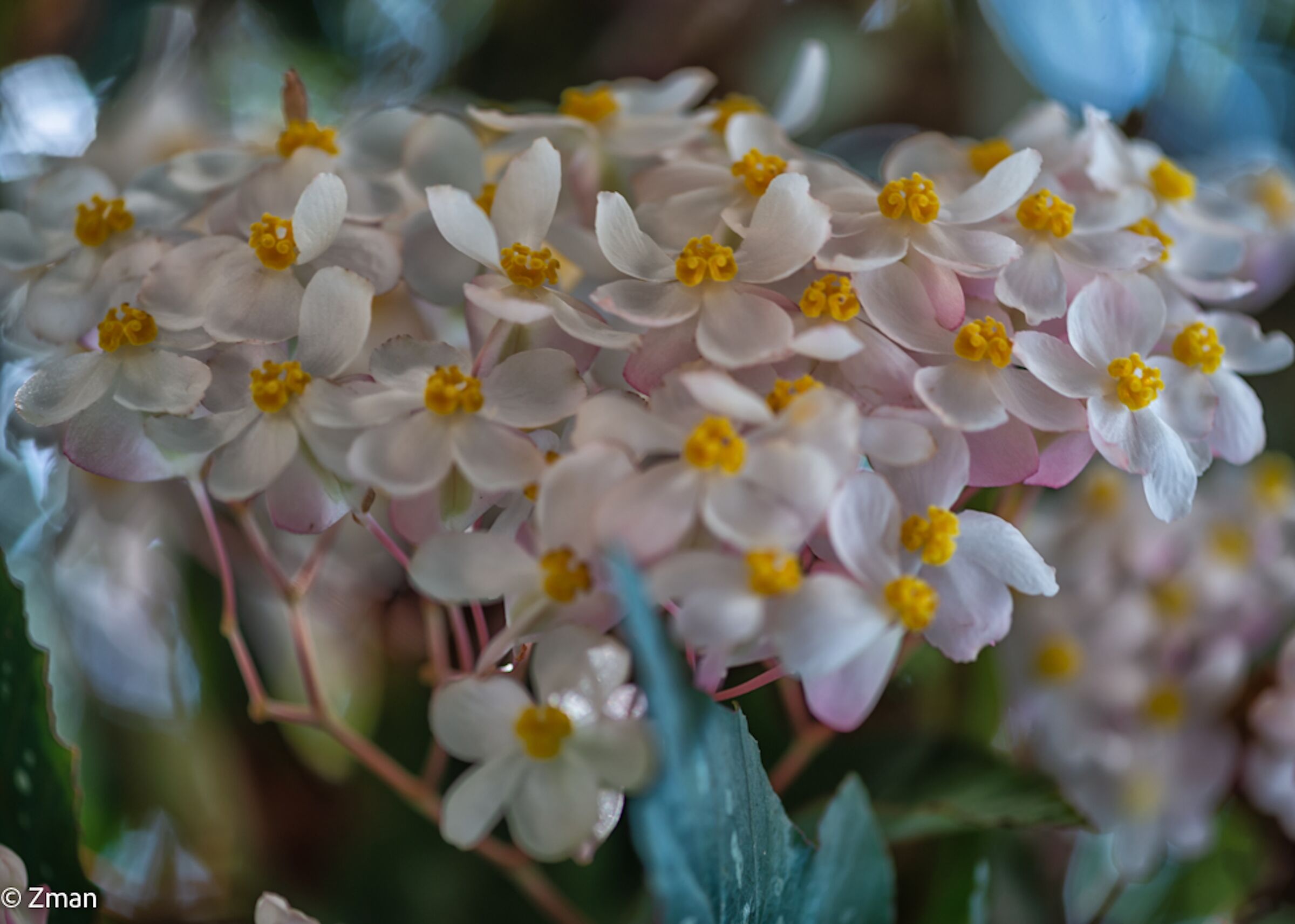 Fiori di Begonia di Cera