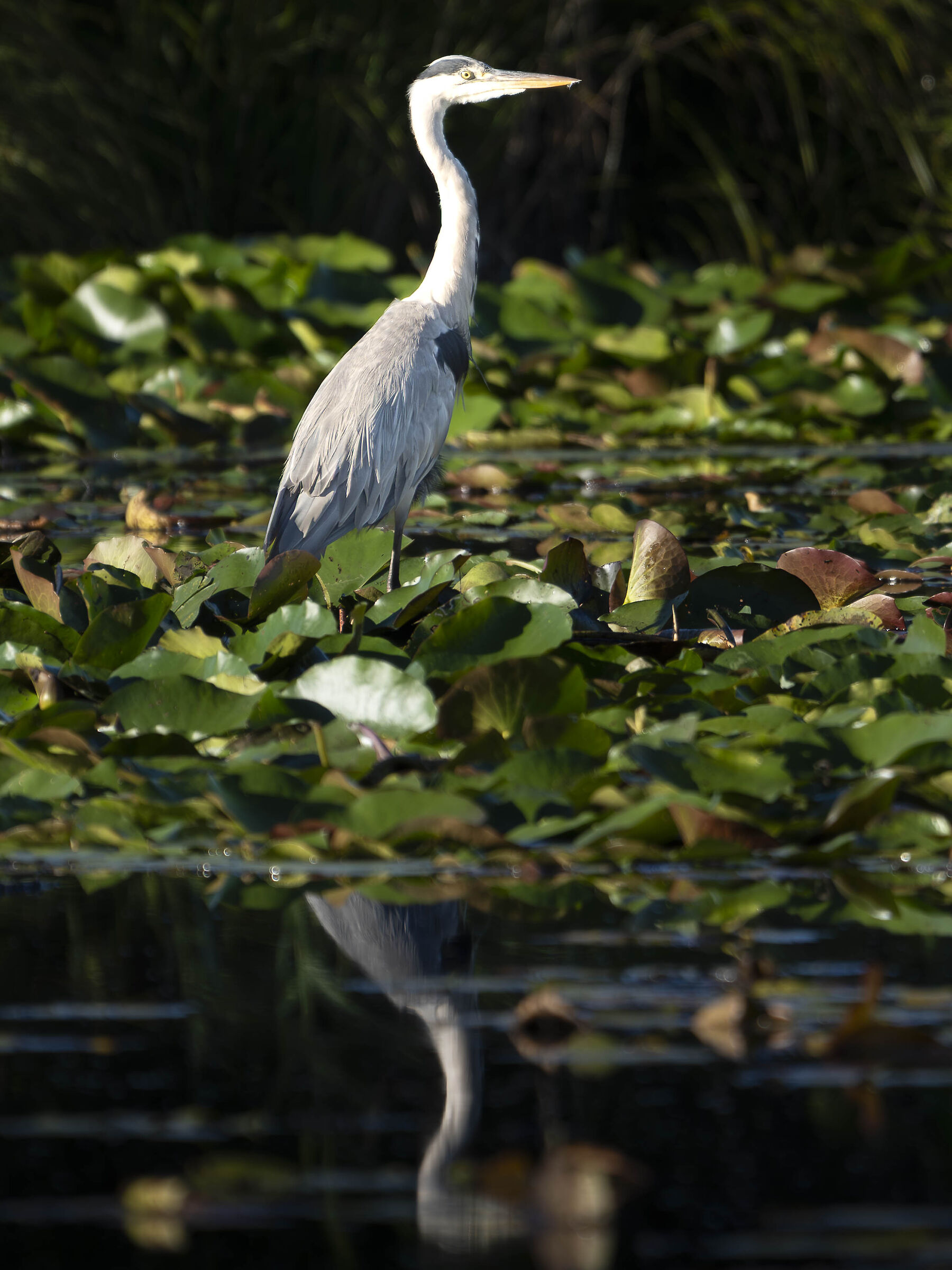 Cenerino in the morning