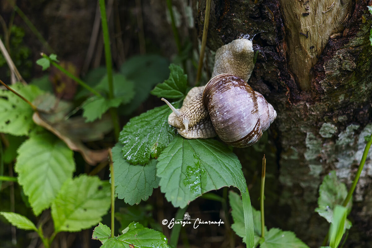 Burgundian snail (Helix pomatia)