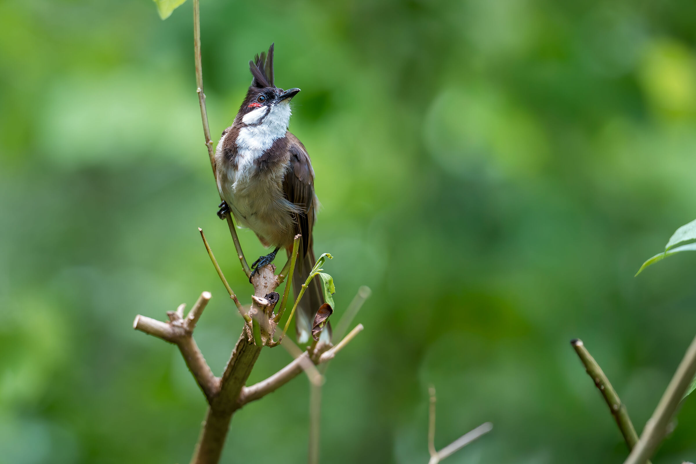 Pycnonotus jocosus (Crested Bulbul)