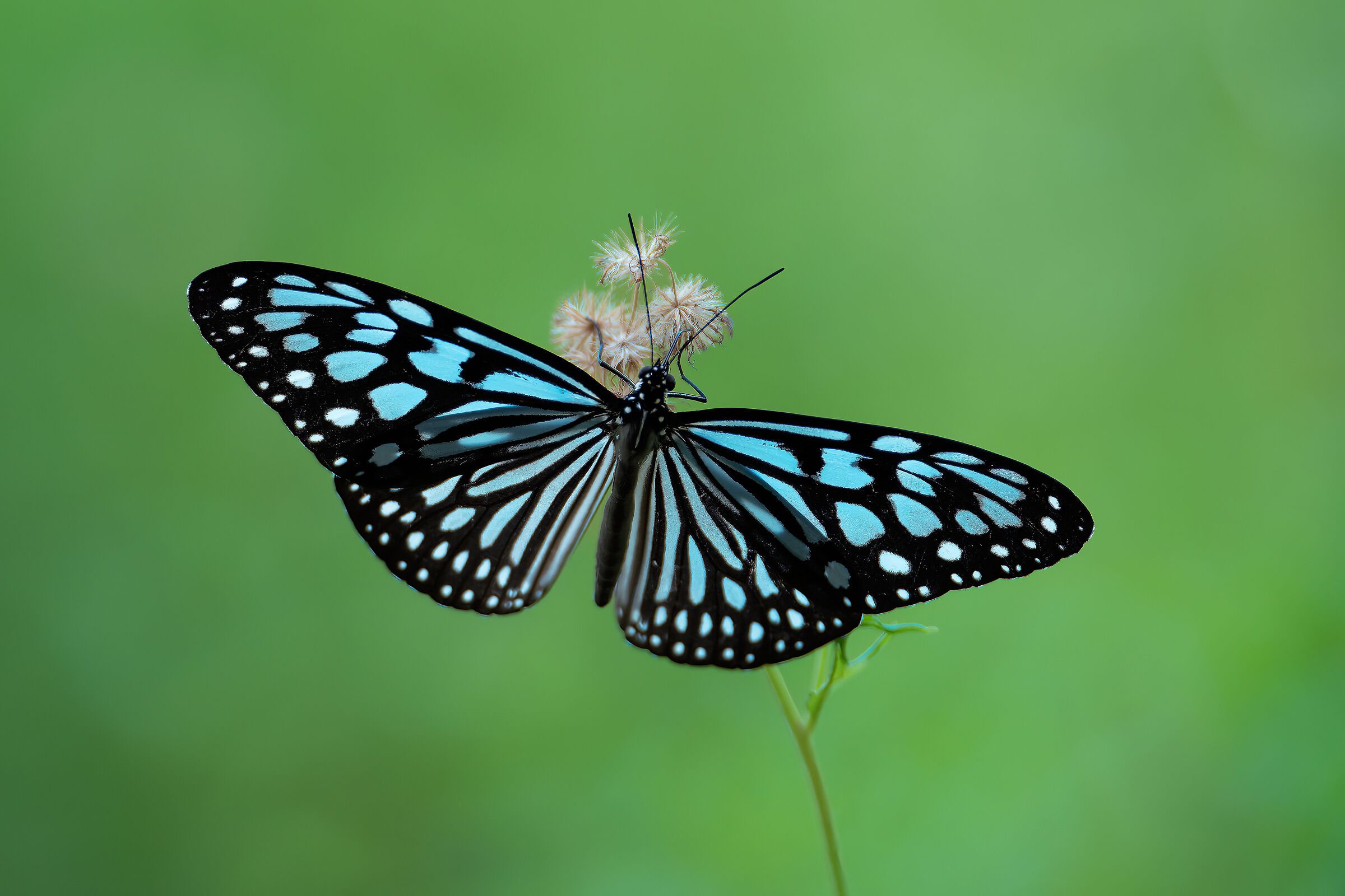 Ideopsis vulgaris, the blue glassy tiger
