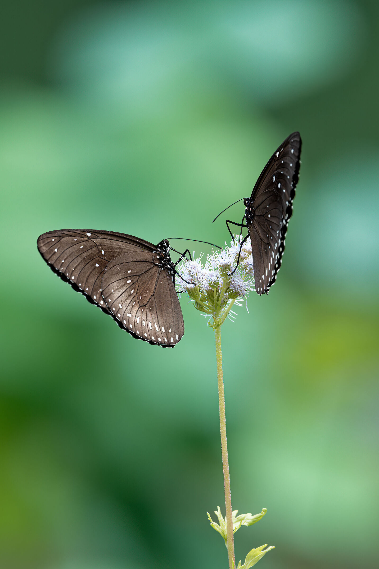 Euploea midamus, the blue spotted crow