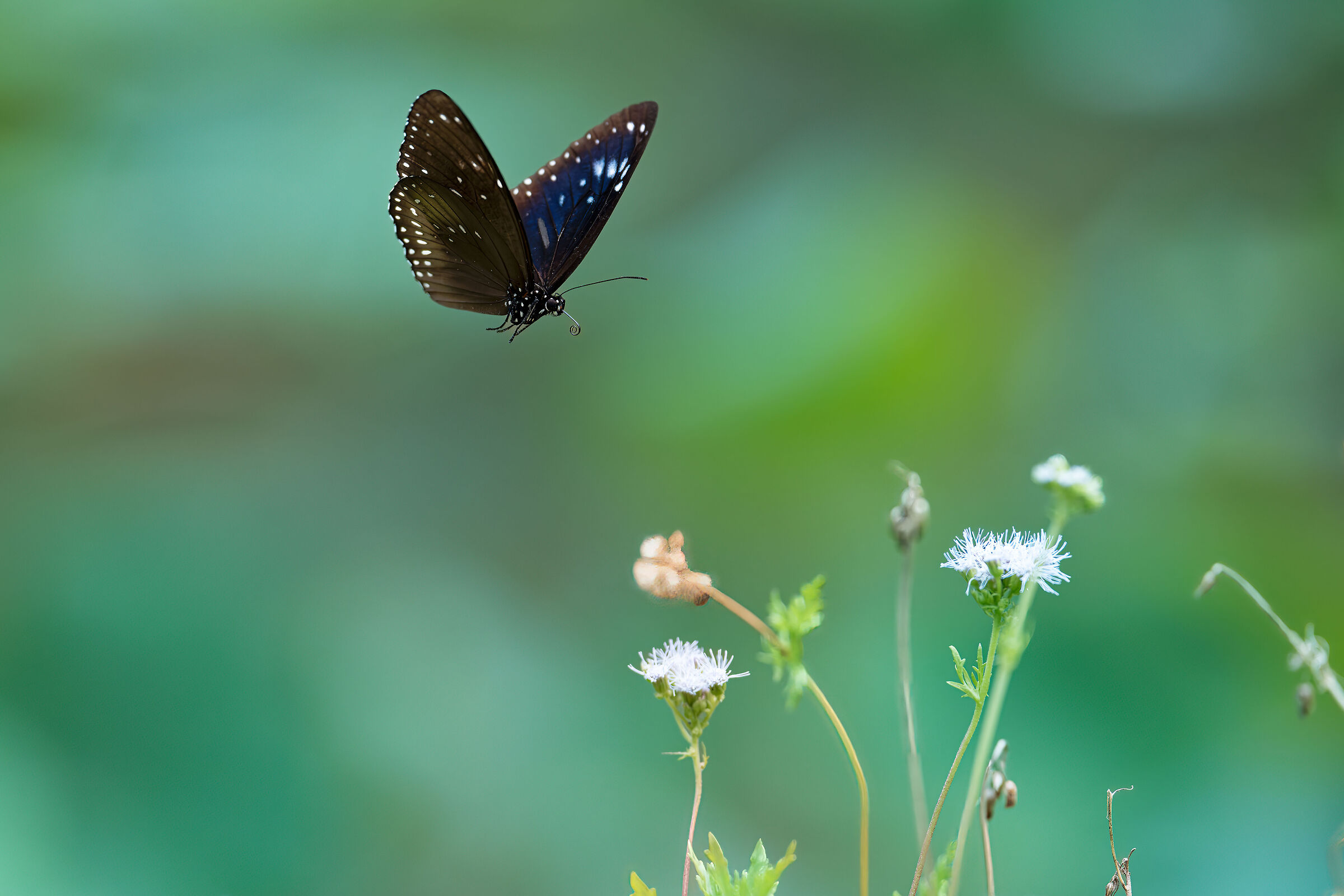 Euploea midamus, the blue spotted crow