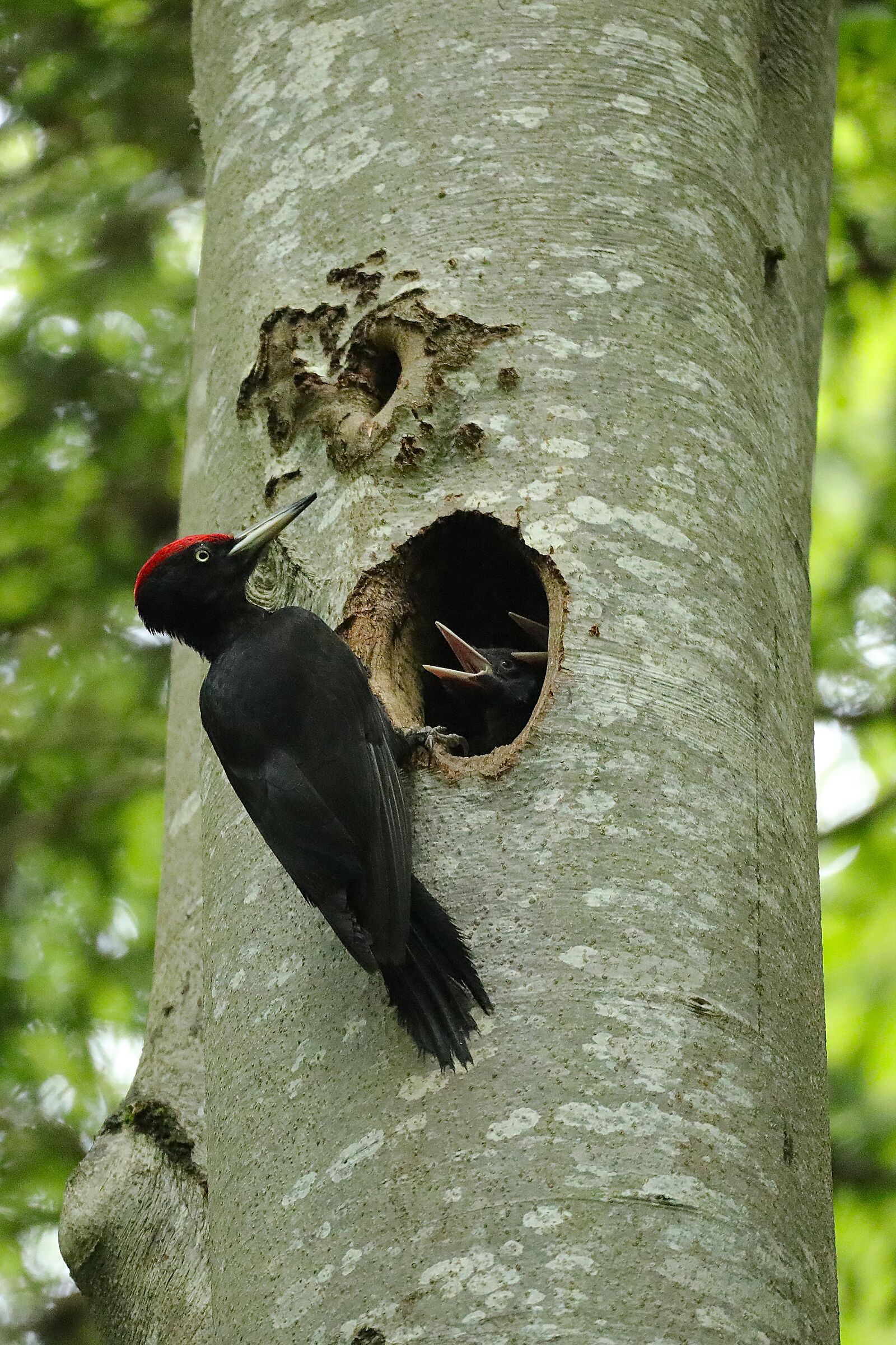 Black woodpecker