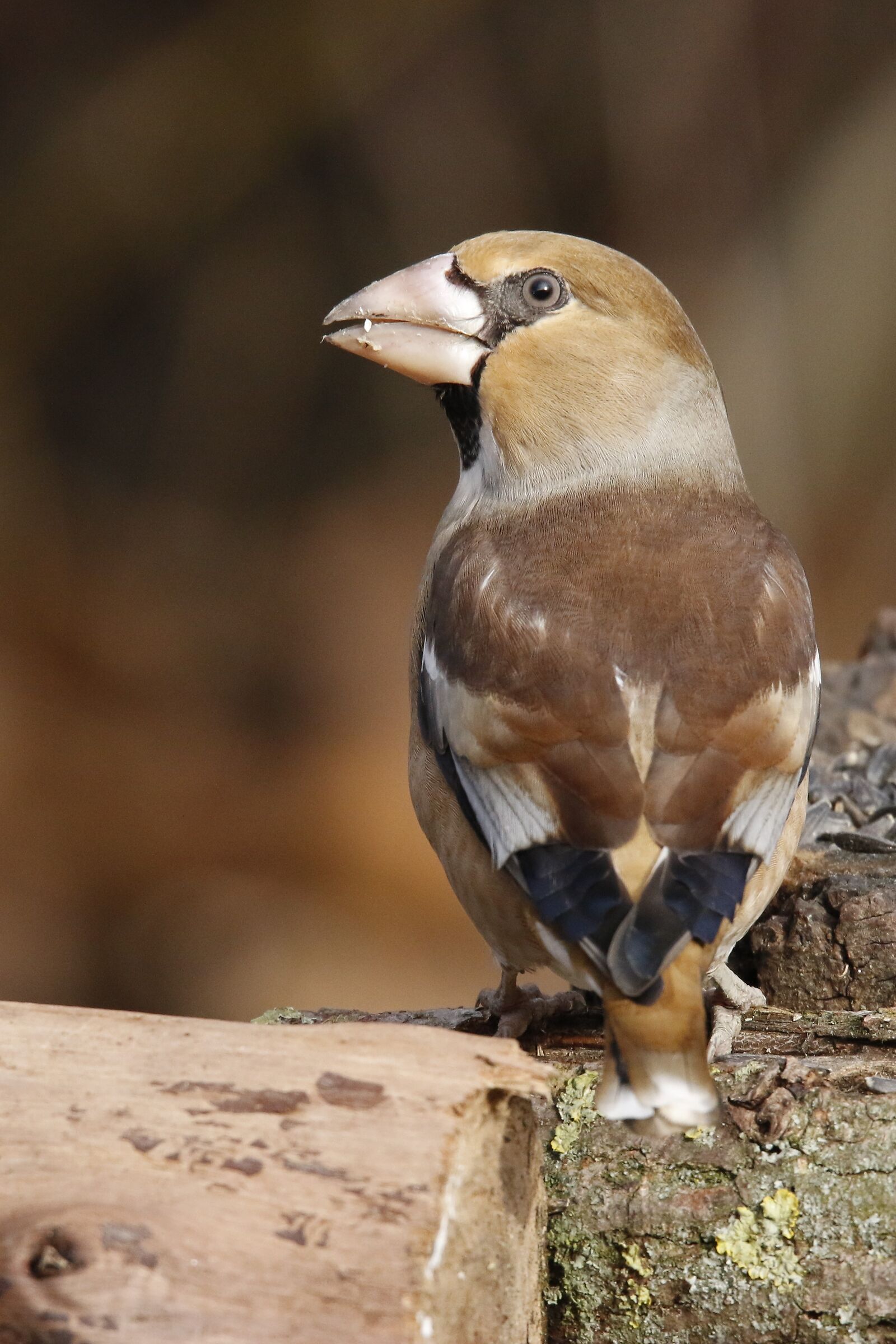 Hawfinch