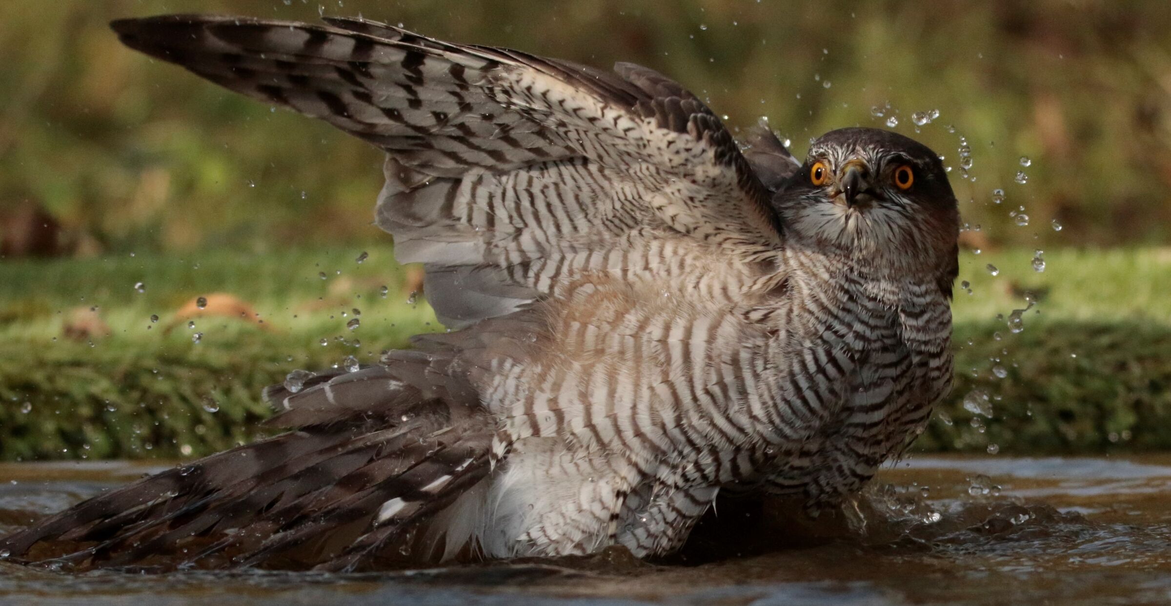 Sparrowhawk