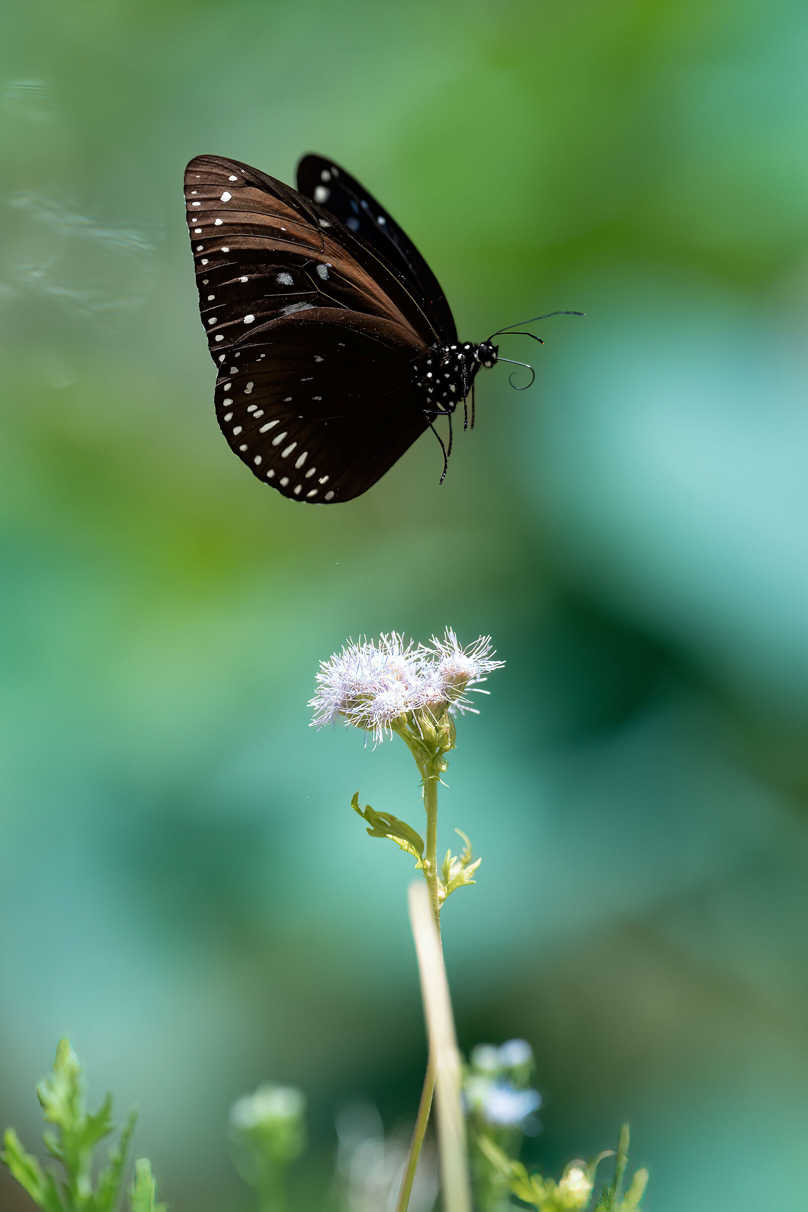 Euploea midamus