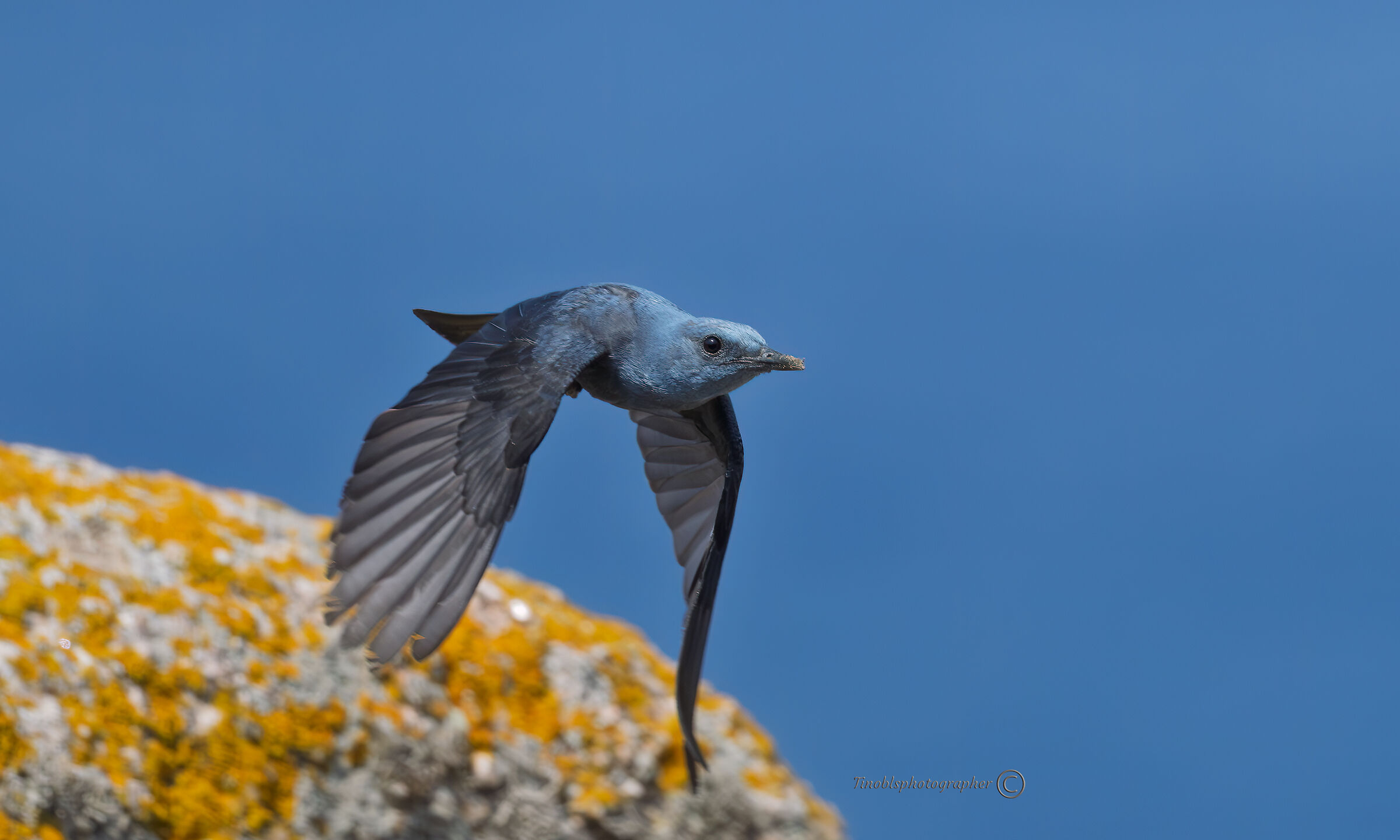 Passero solitario (Monticola solitarius)