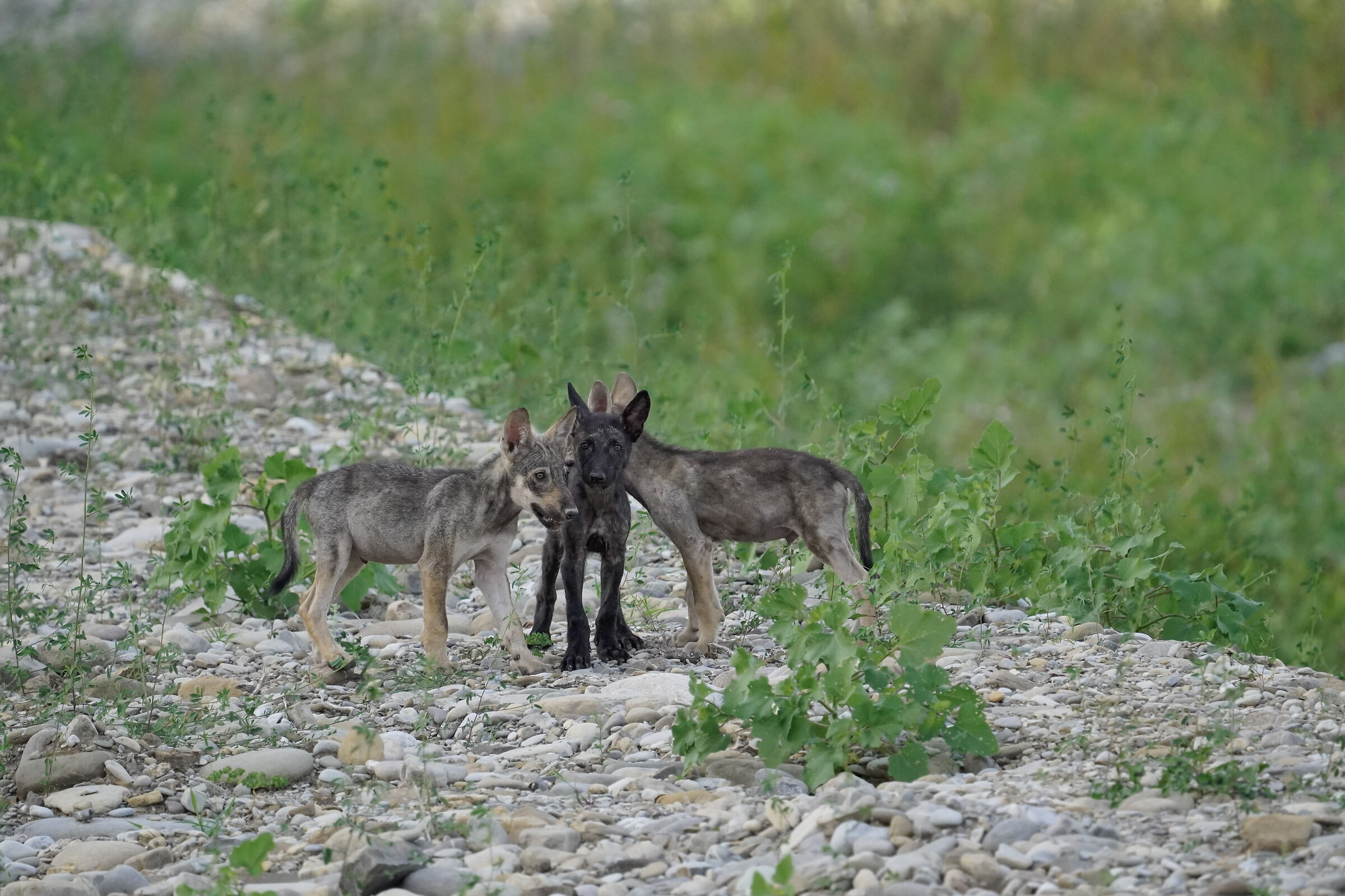 Wolf Cubs