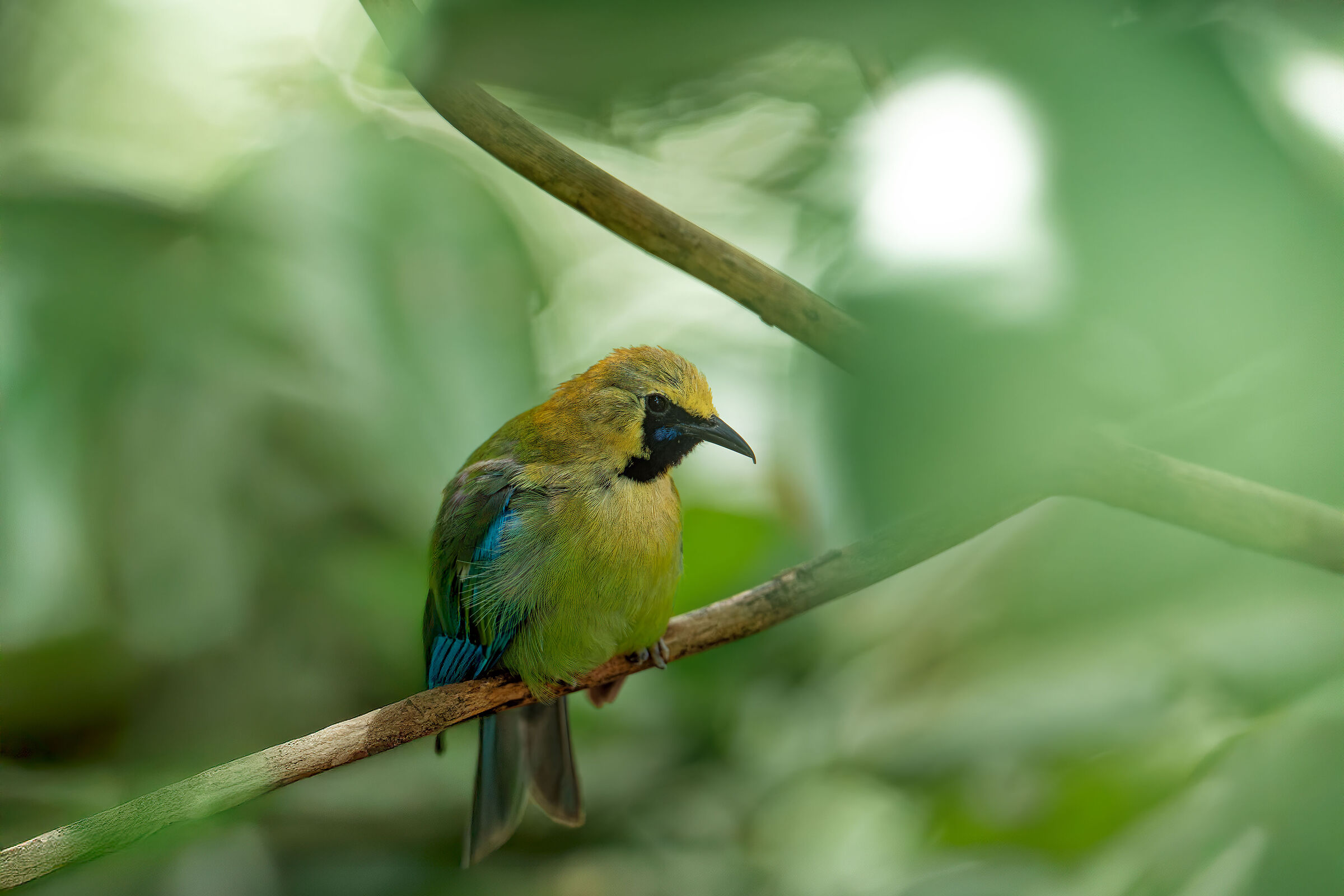 Chloropsis moluccensis (Blue Green)