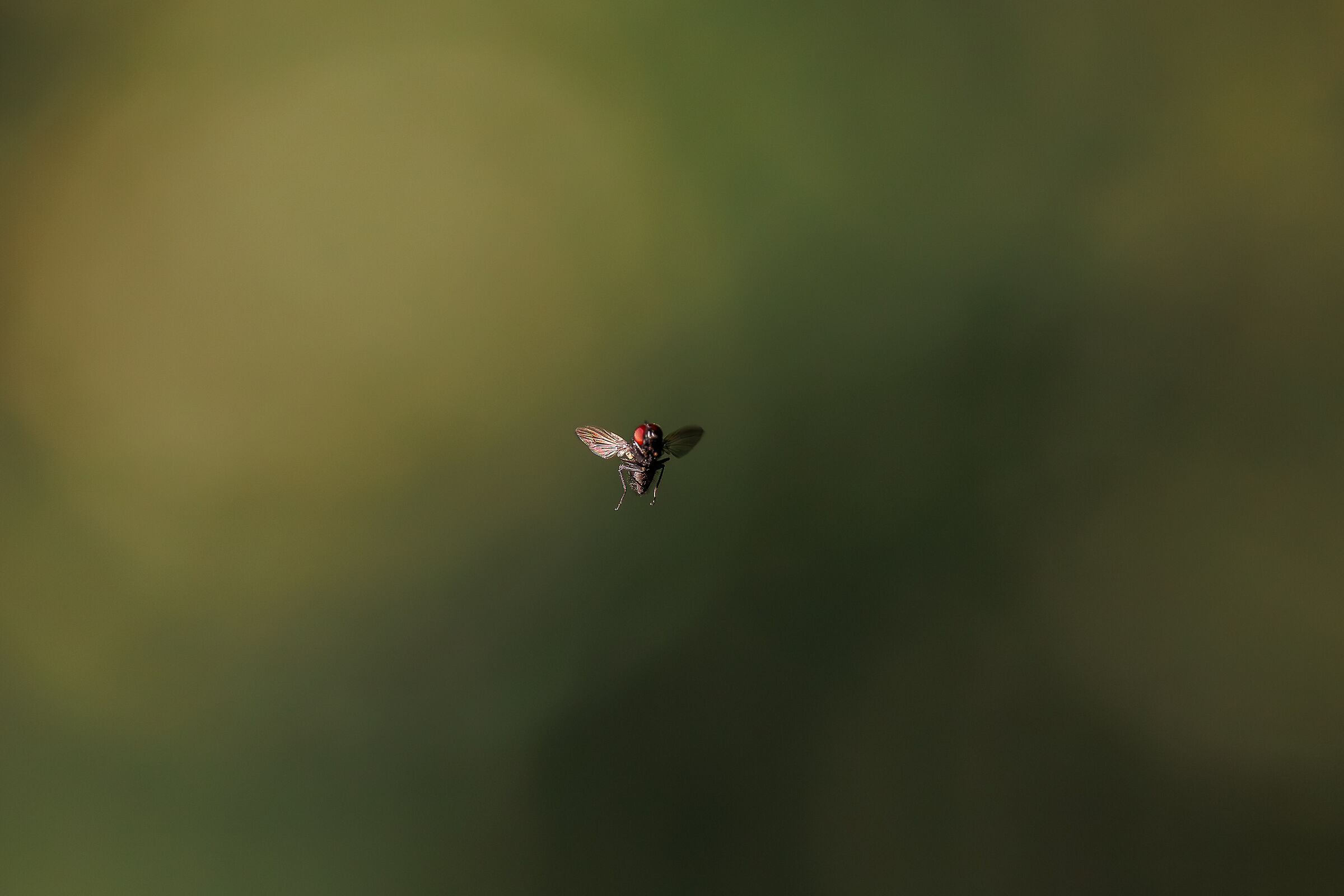 mosca in volo
