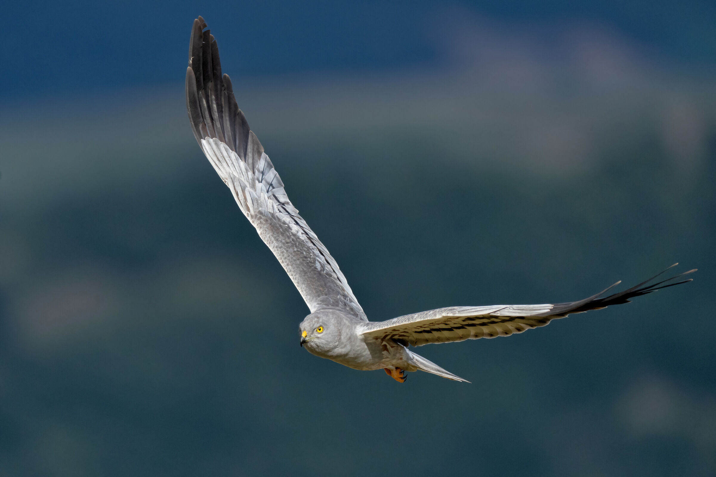 Montagu's Harrier (Circus pygargus) - male