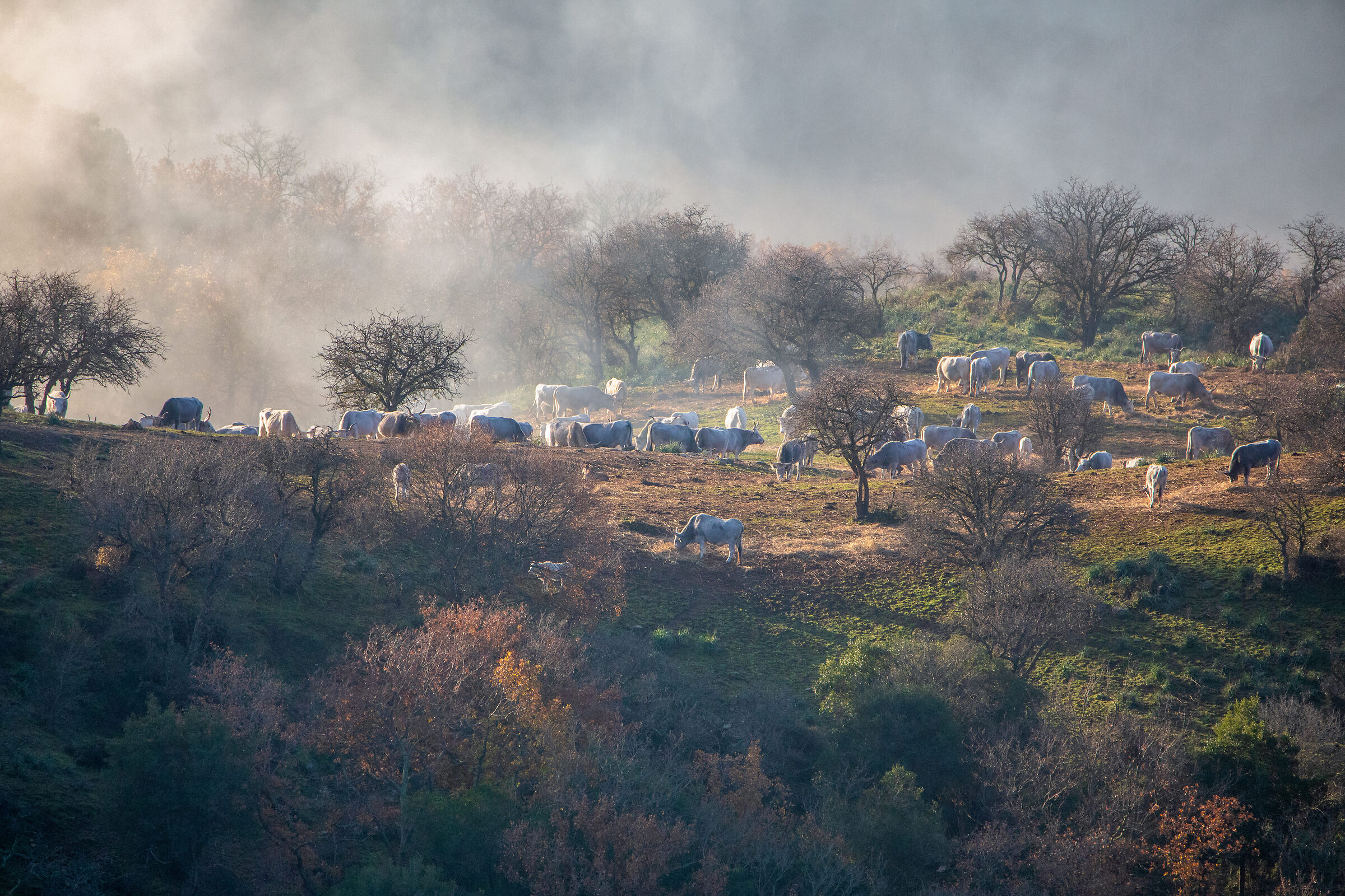 Bruma in Maremma