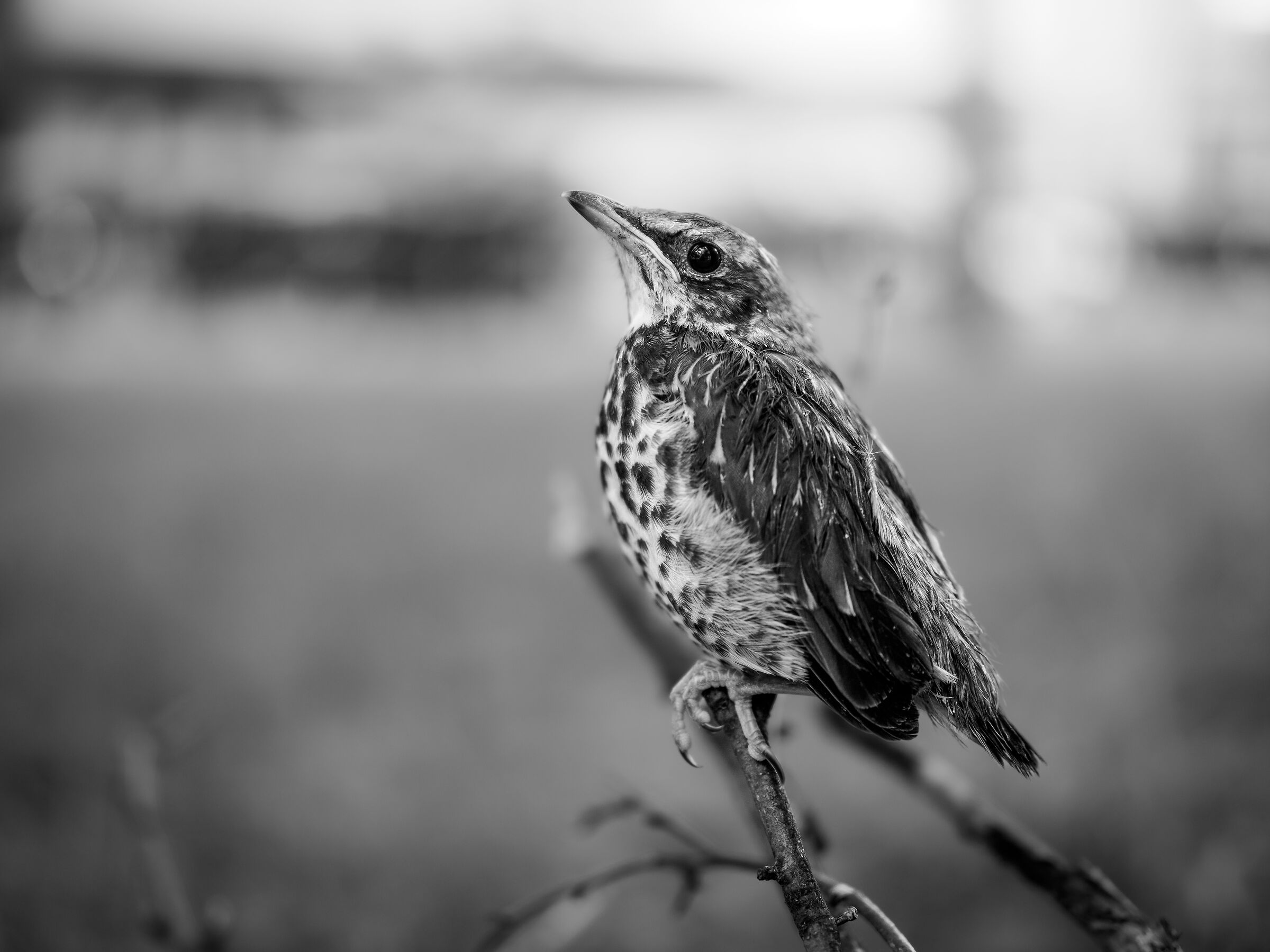 Little thrush