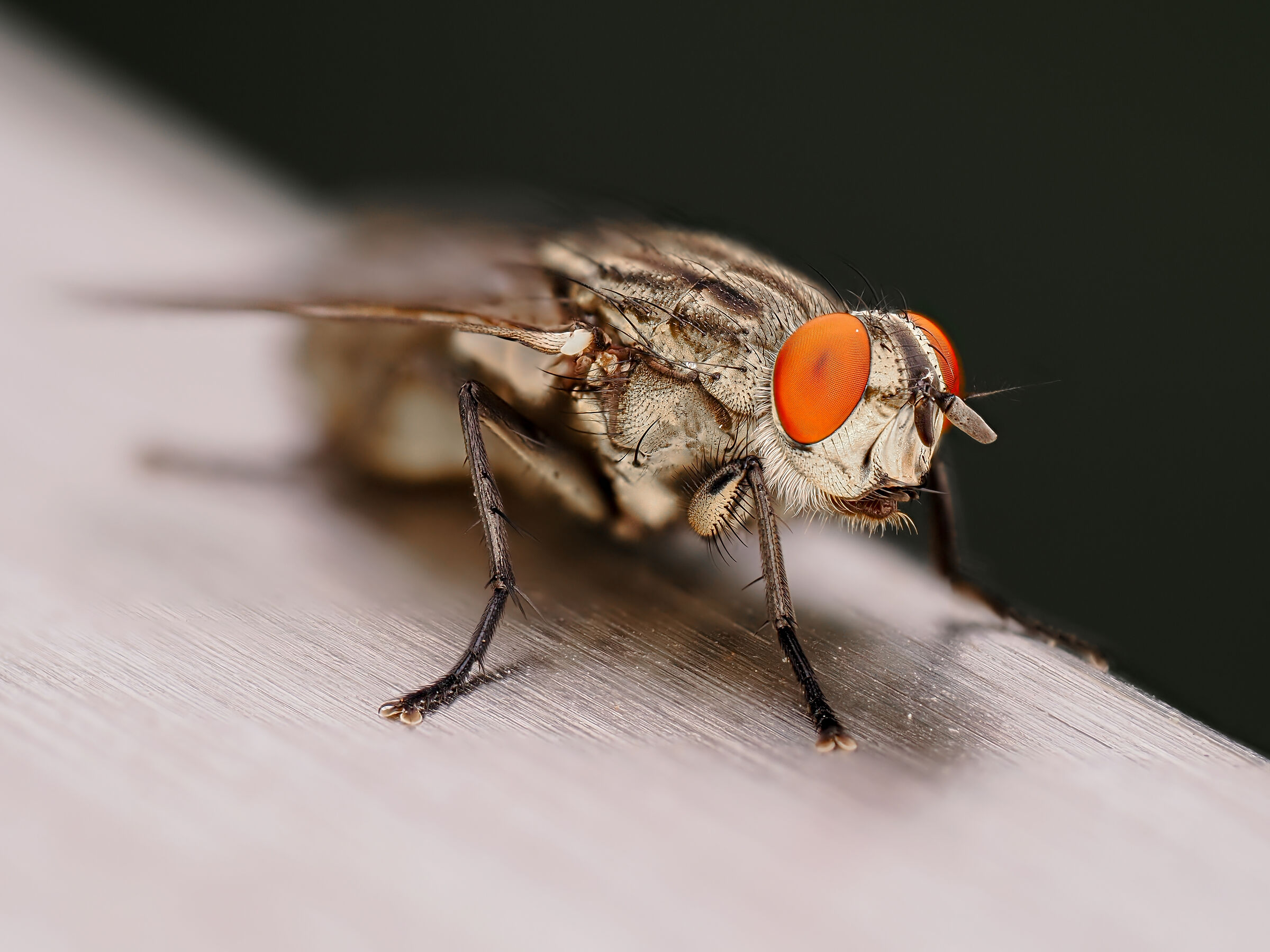First photo with 90 macro
