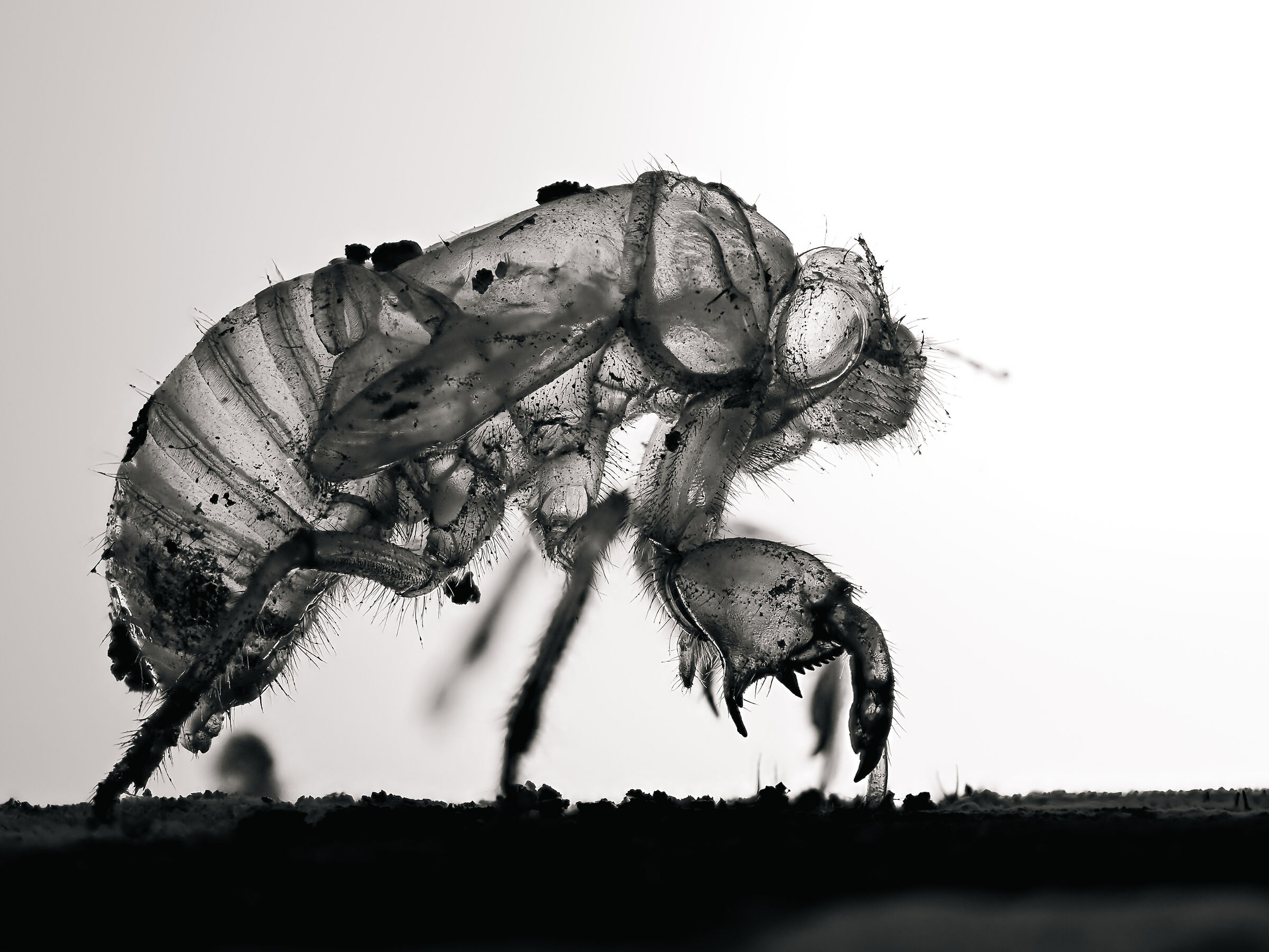 Pre-cicada