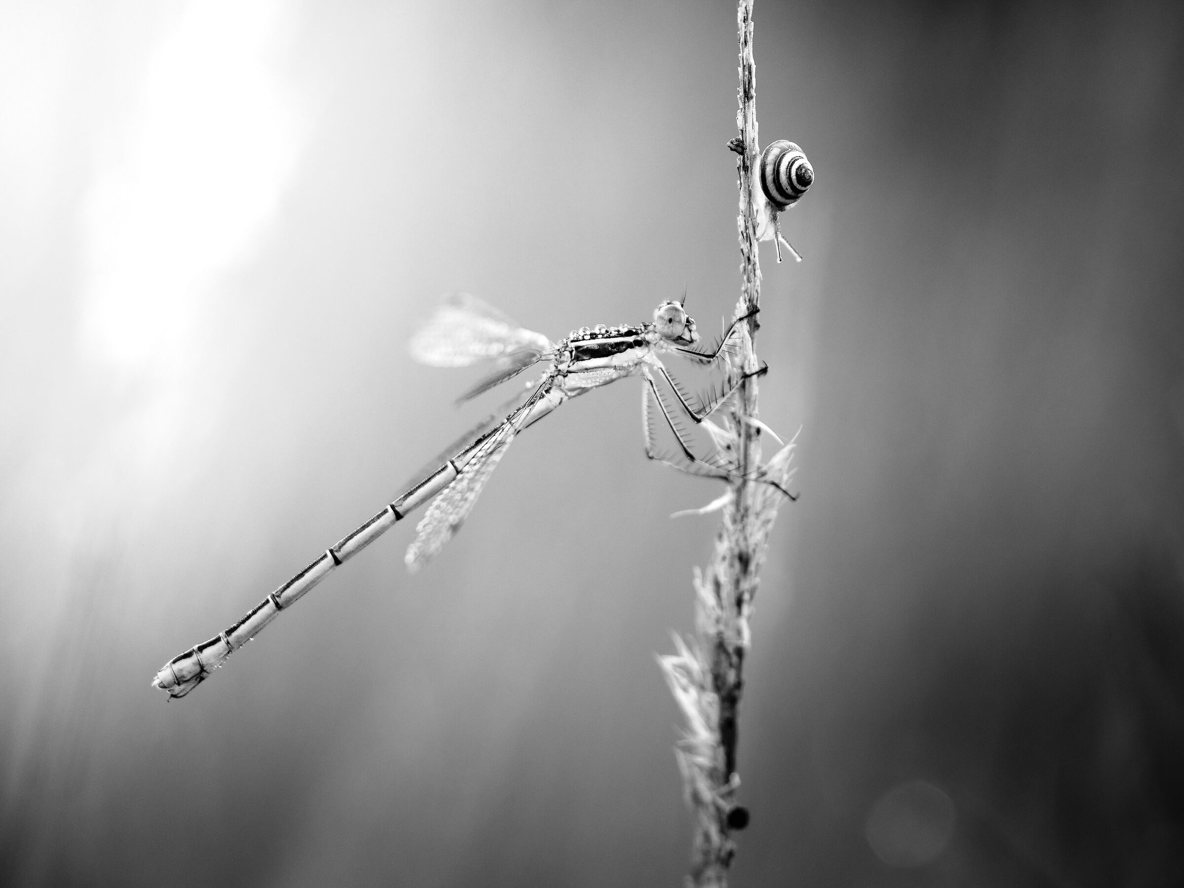 Cohabitation