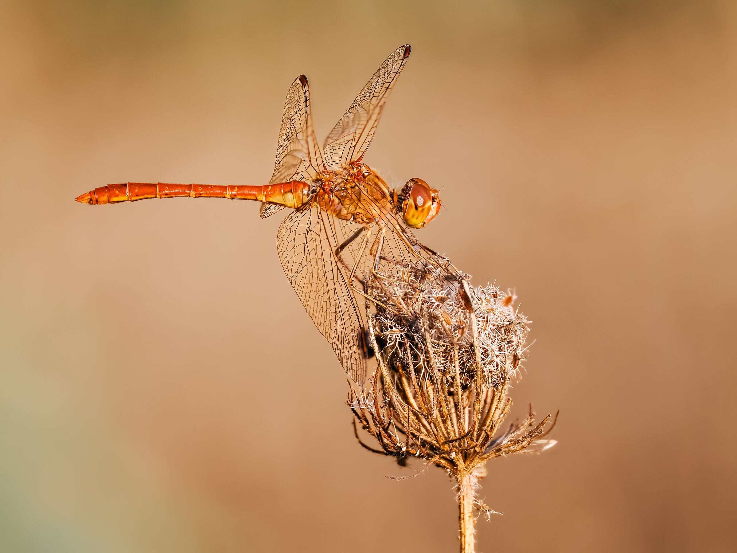 I have to immortalize a dragonfly too