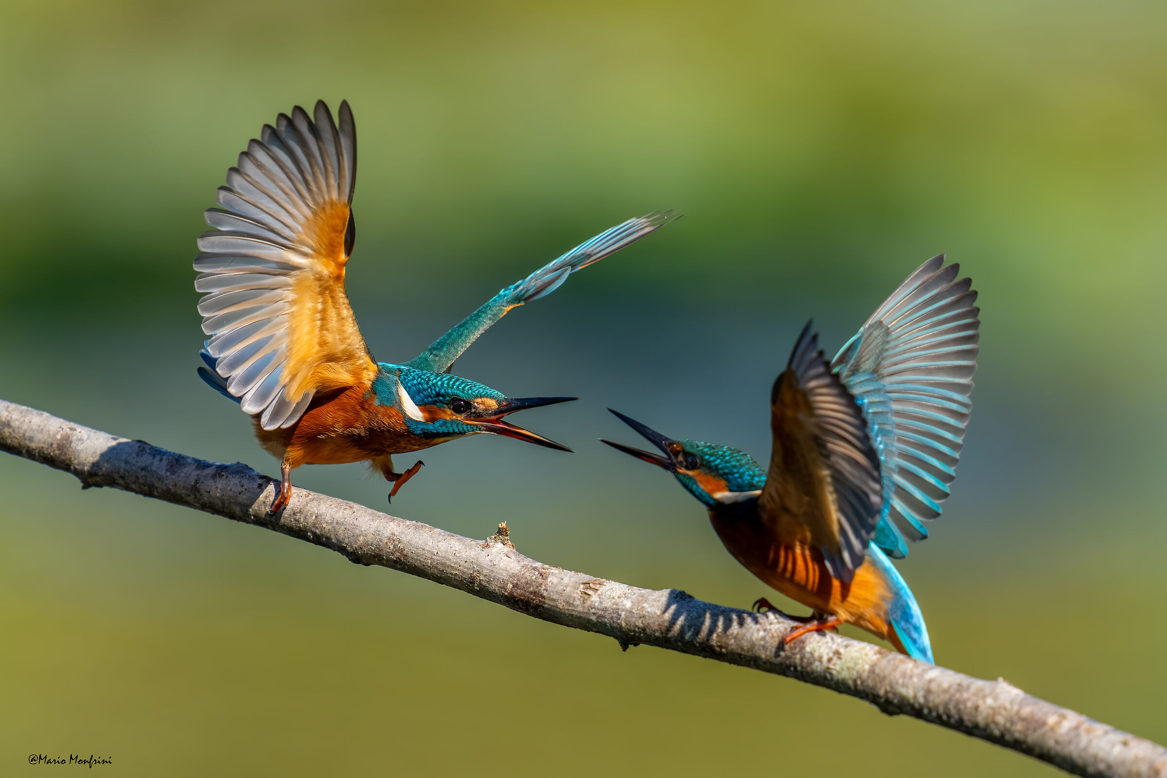 Mai rubare il posto al tuo collega pescatore!
