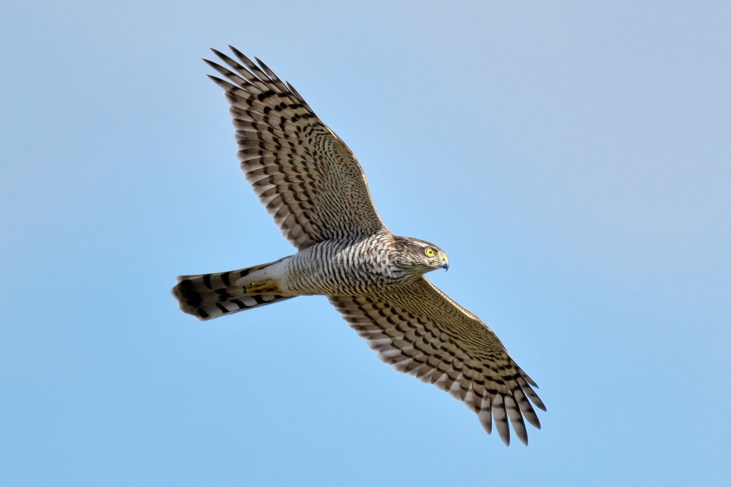 Sparrowhawk (Accipiter nisus)