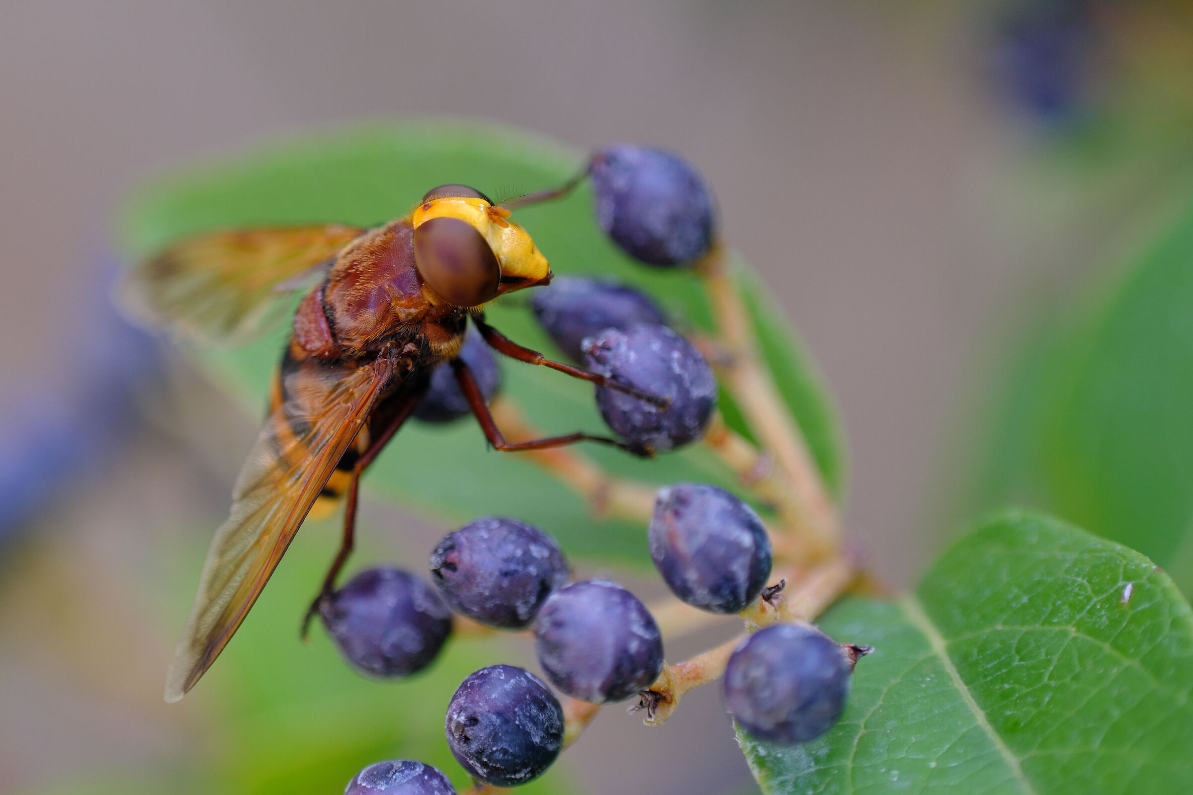 Syrphidae