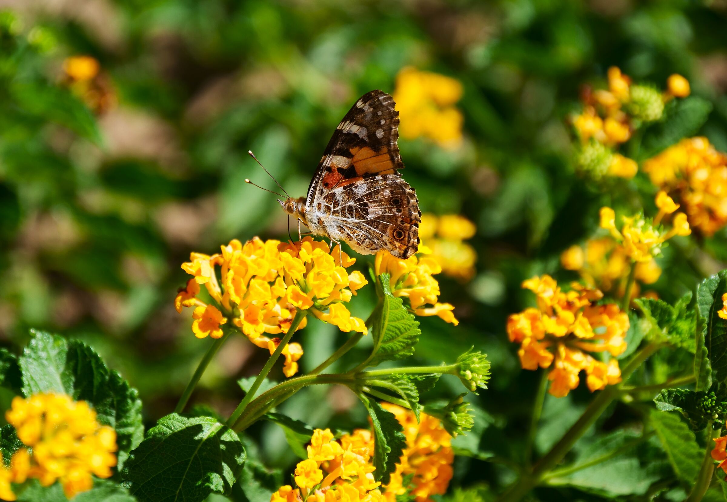 butterfly and flower