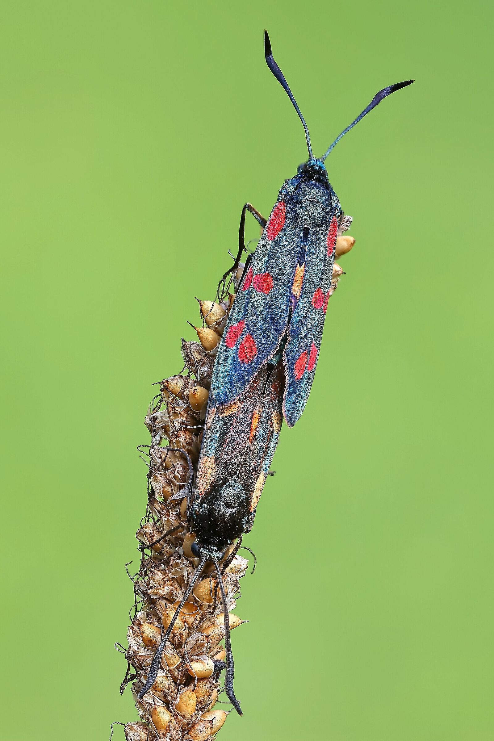 Zygaena filipendulae